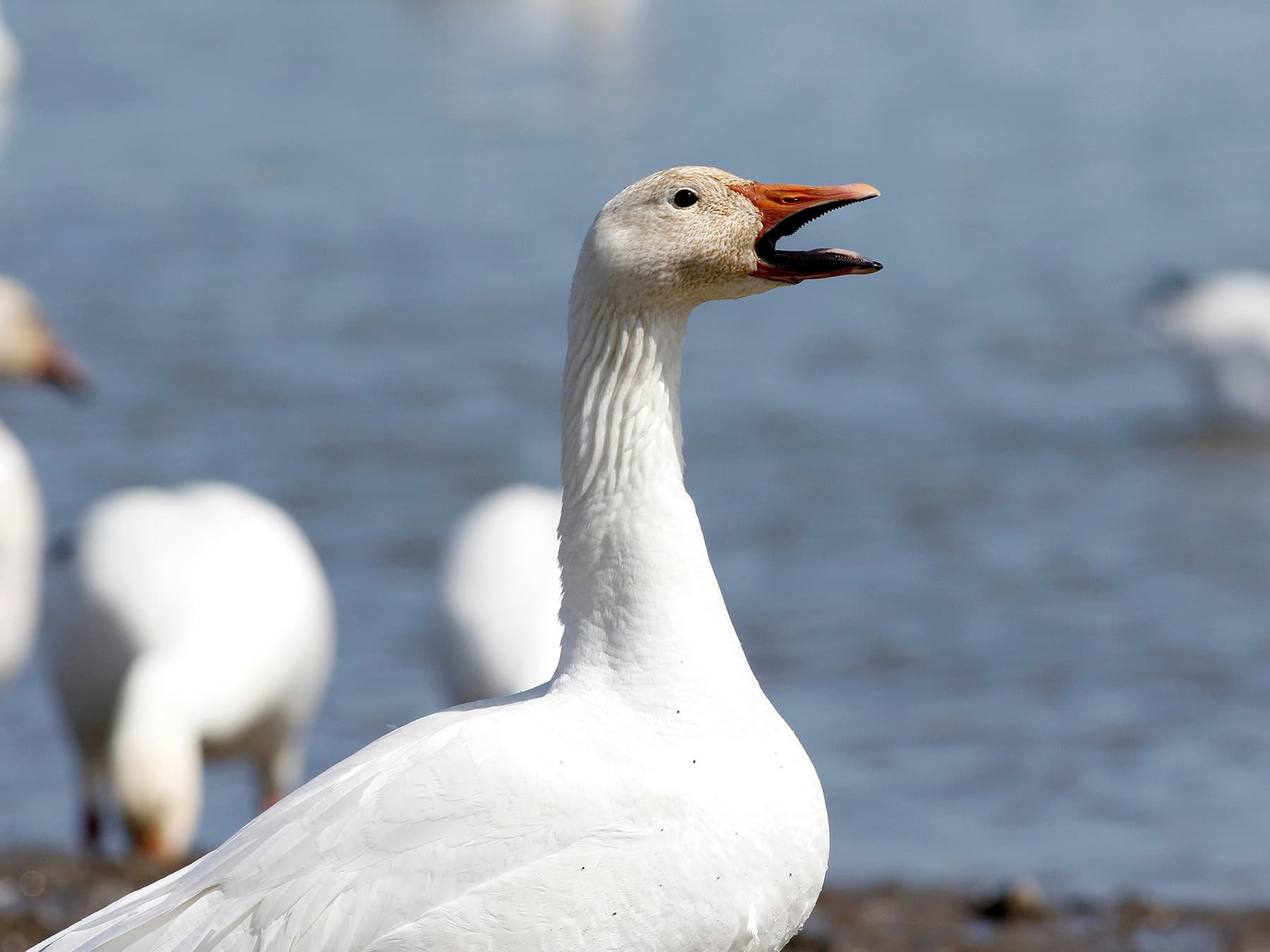 Snow Goose calling from the waters edge