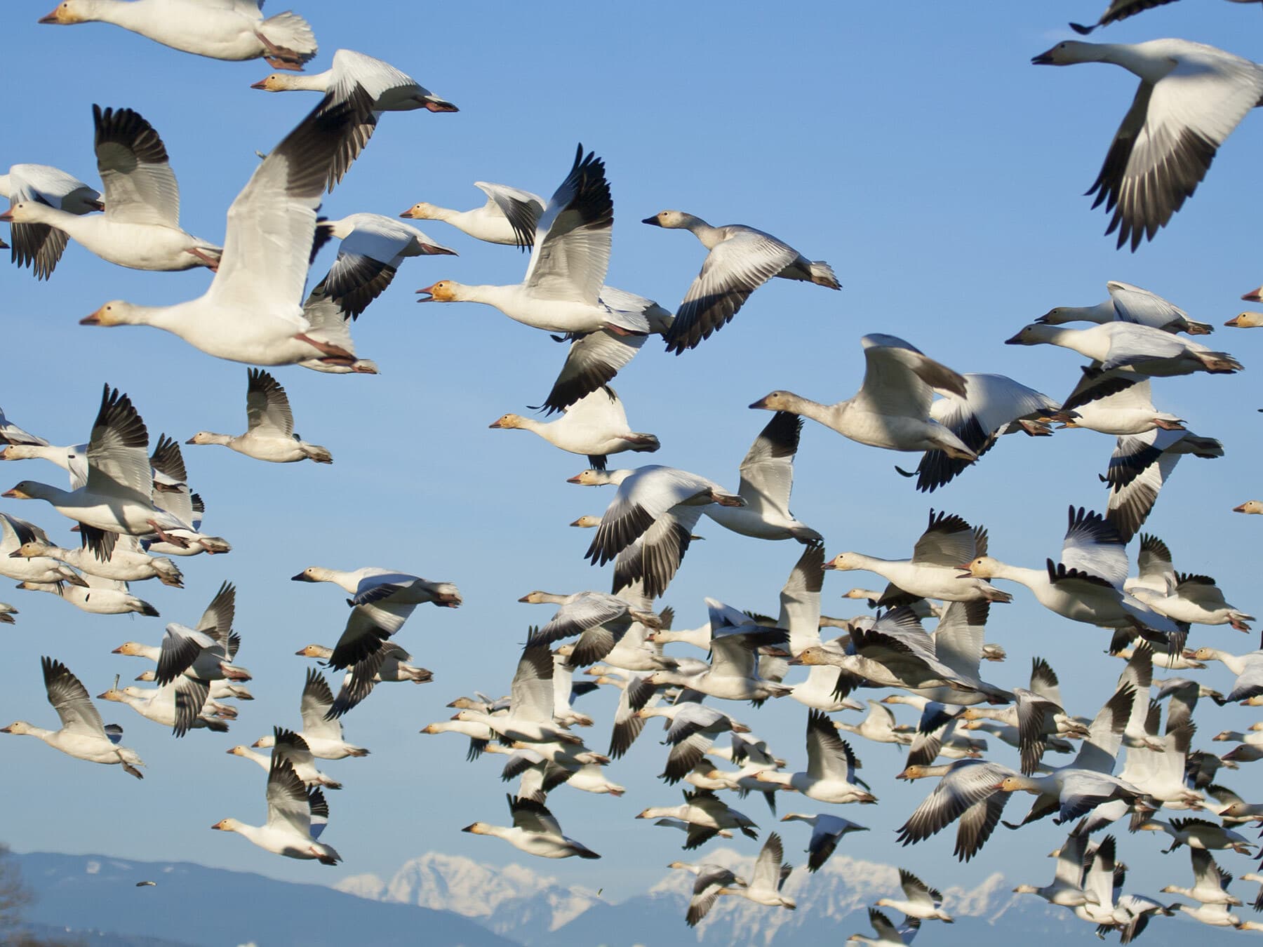 Snow goose flock