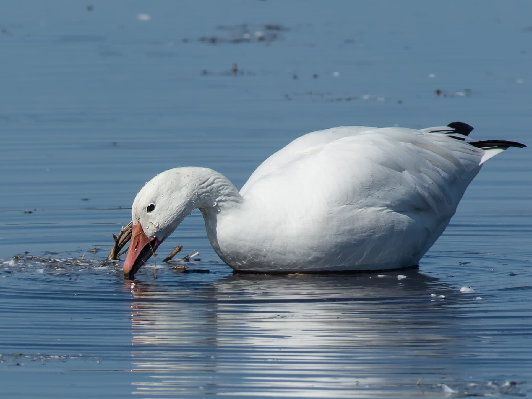 Snow Goose foraging in shallow water