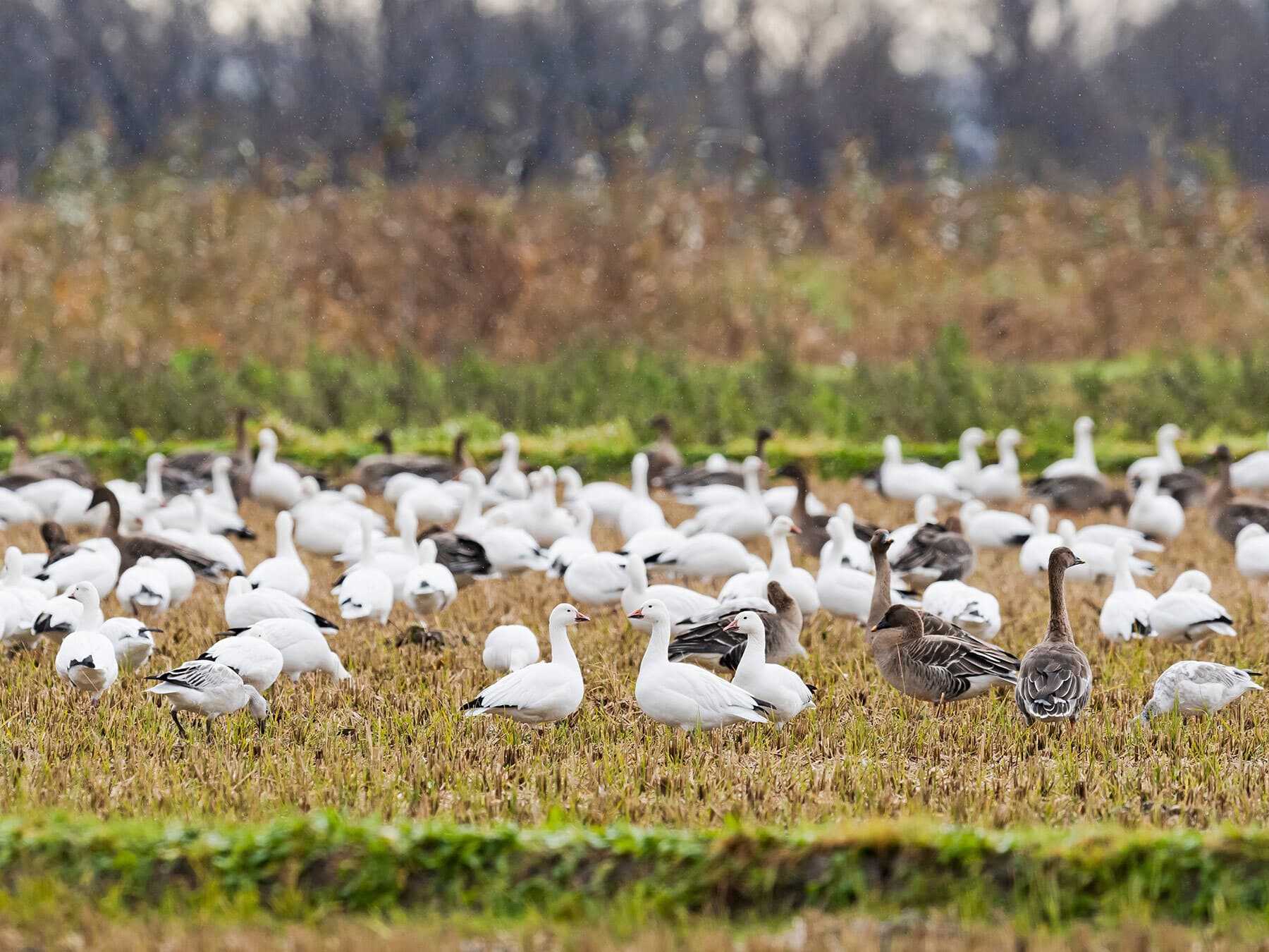 Snow goose group in japan