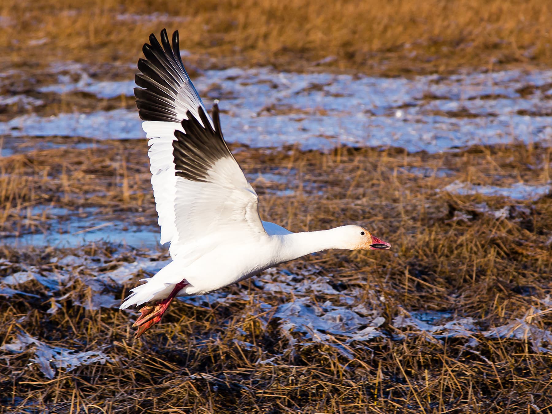 Snow Goose in-flight