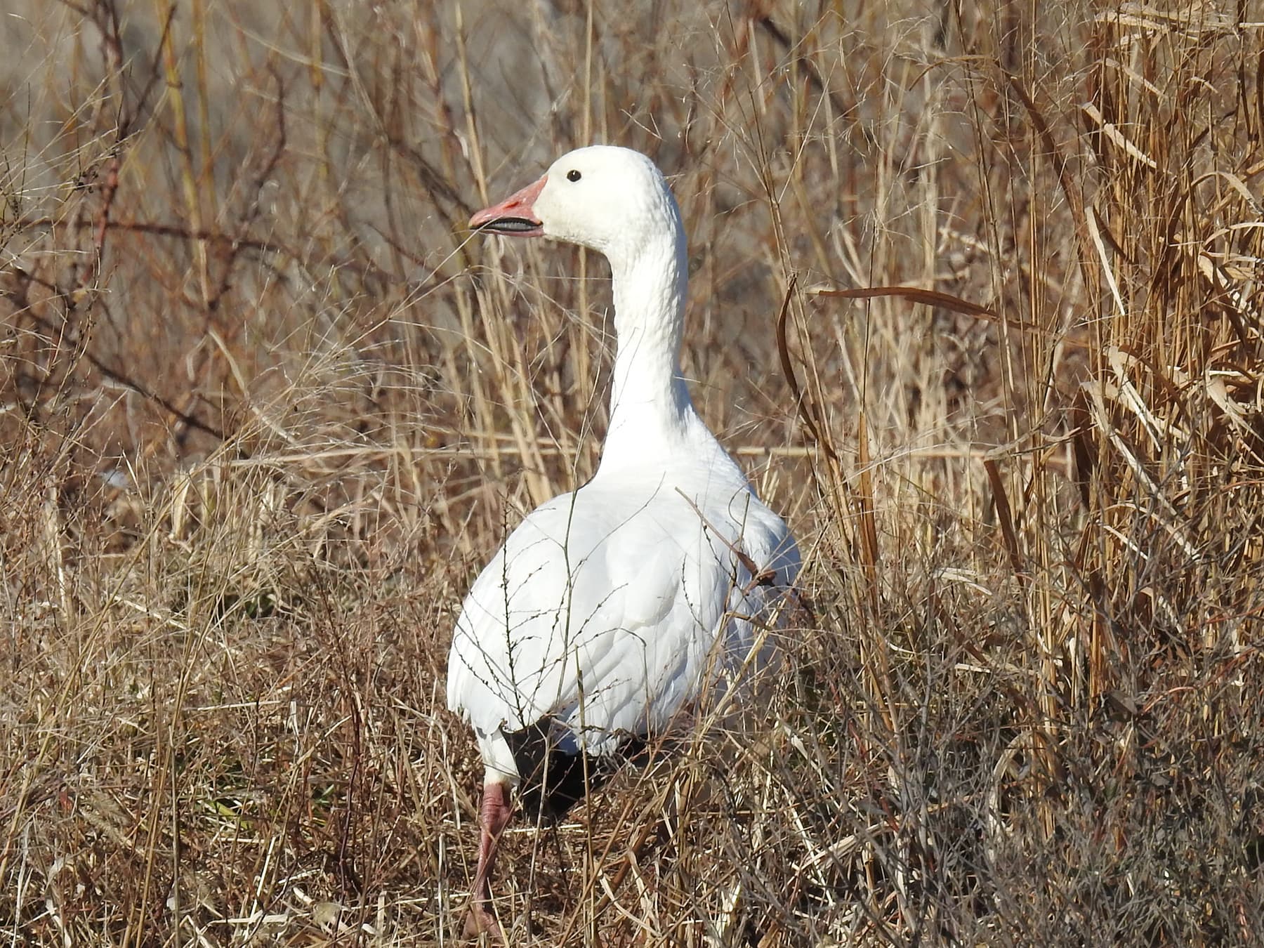 Snow Goose within thick foliage