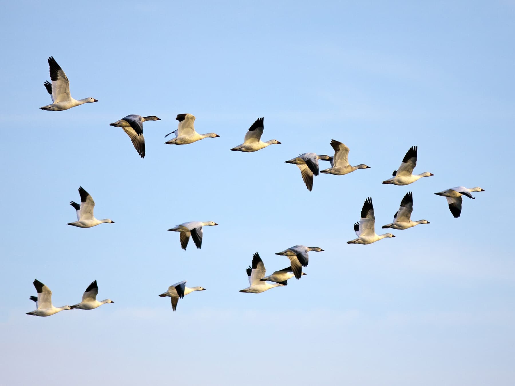 Snow goose migration