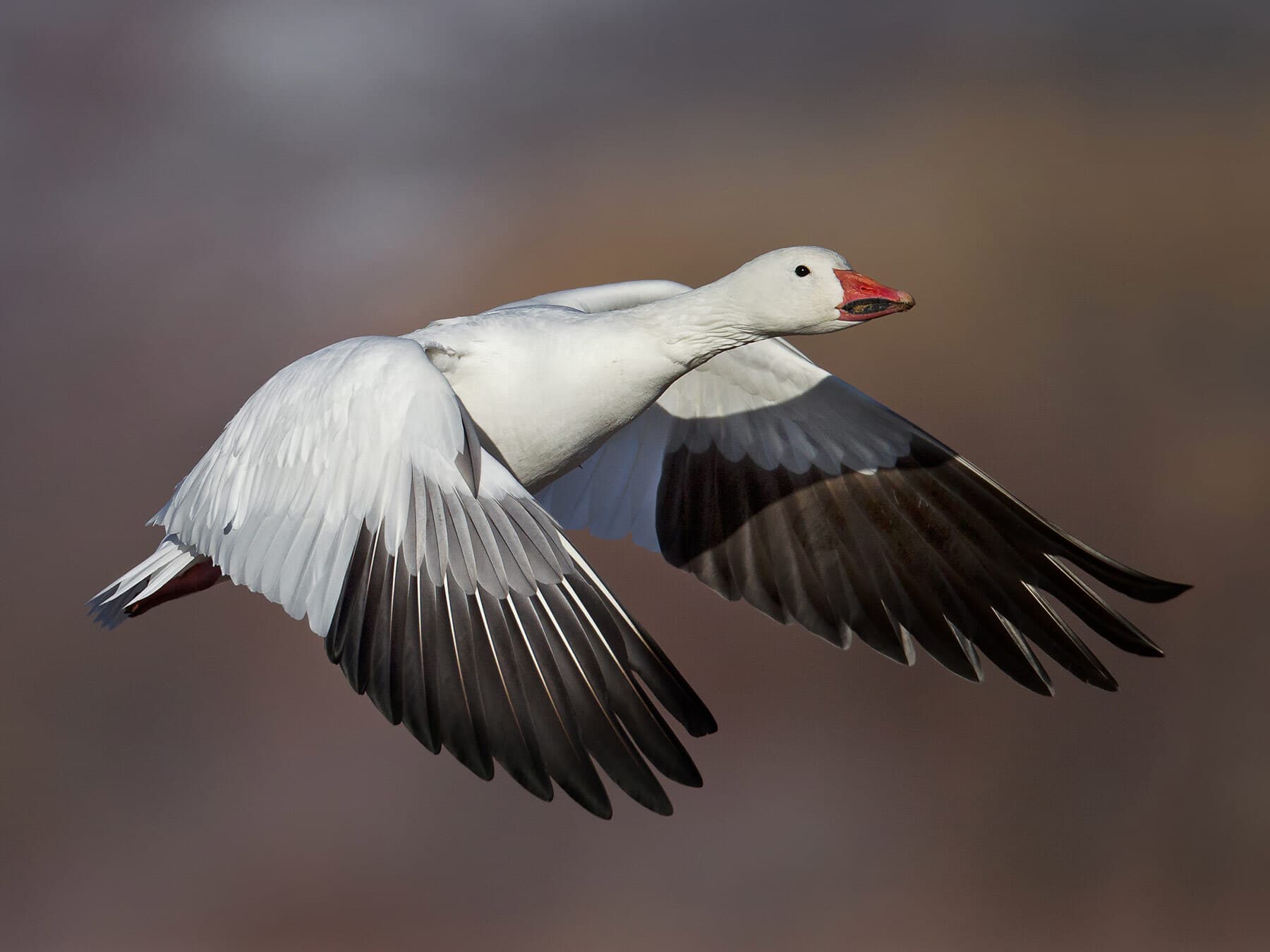 Snow goose uk