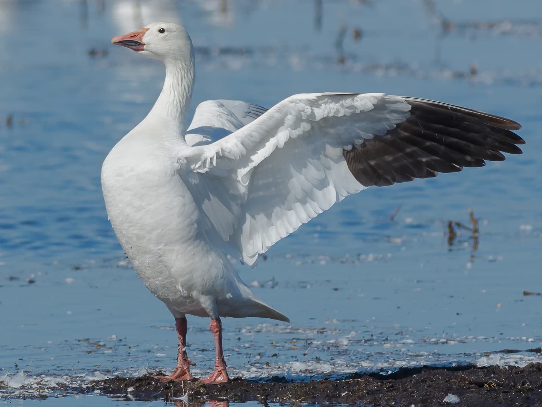 Snow Goose stretching its wings