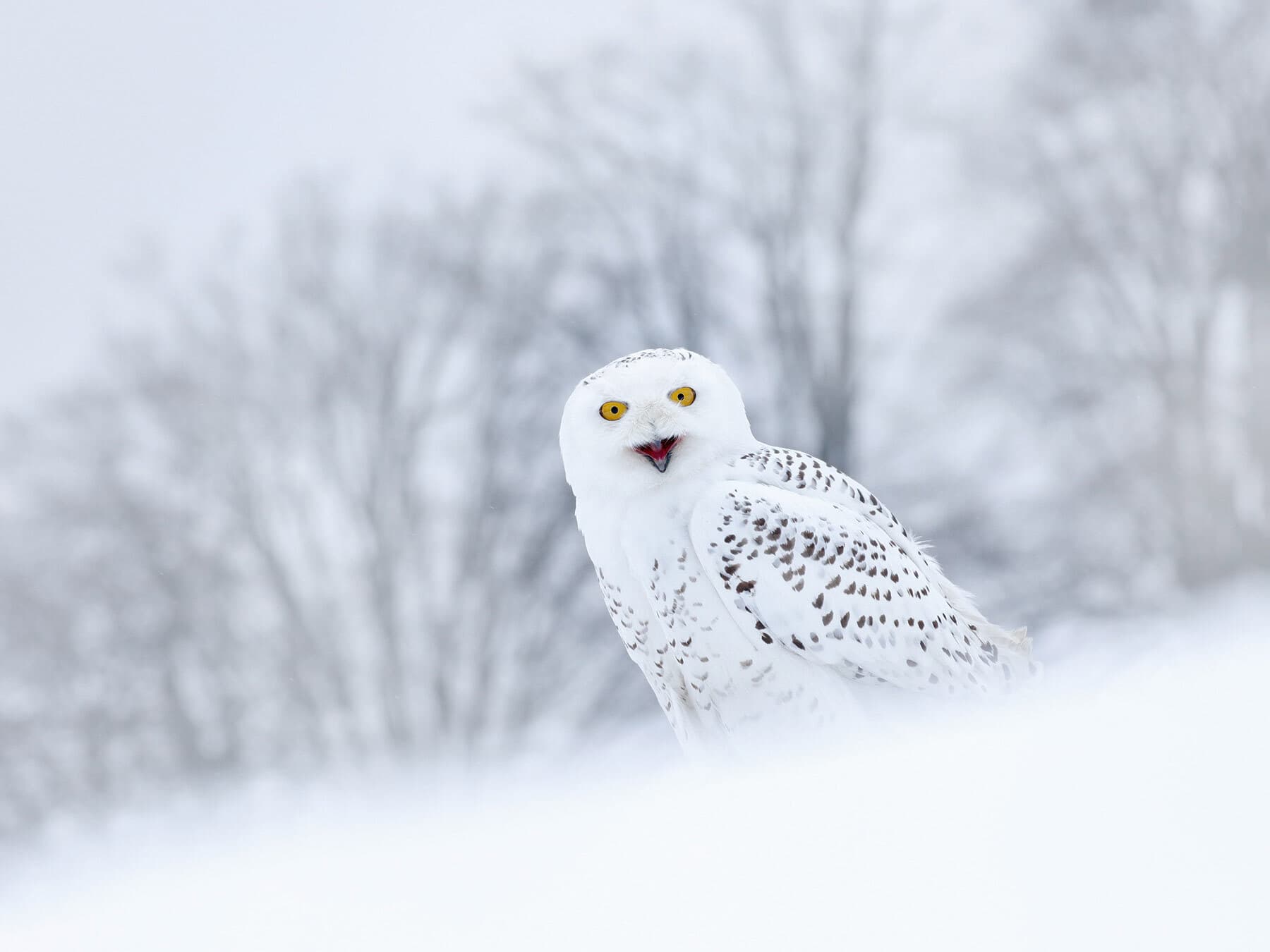 Snowy owl calling