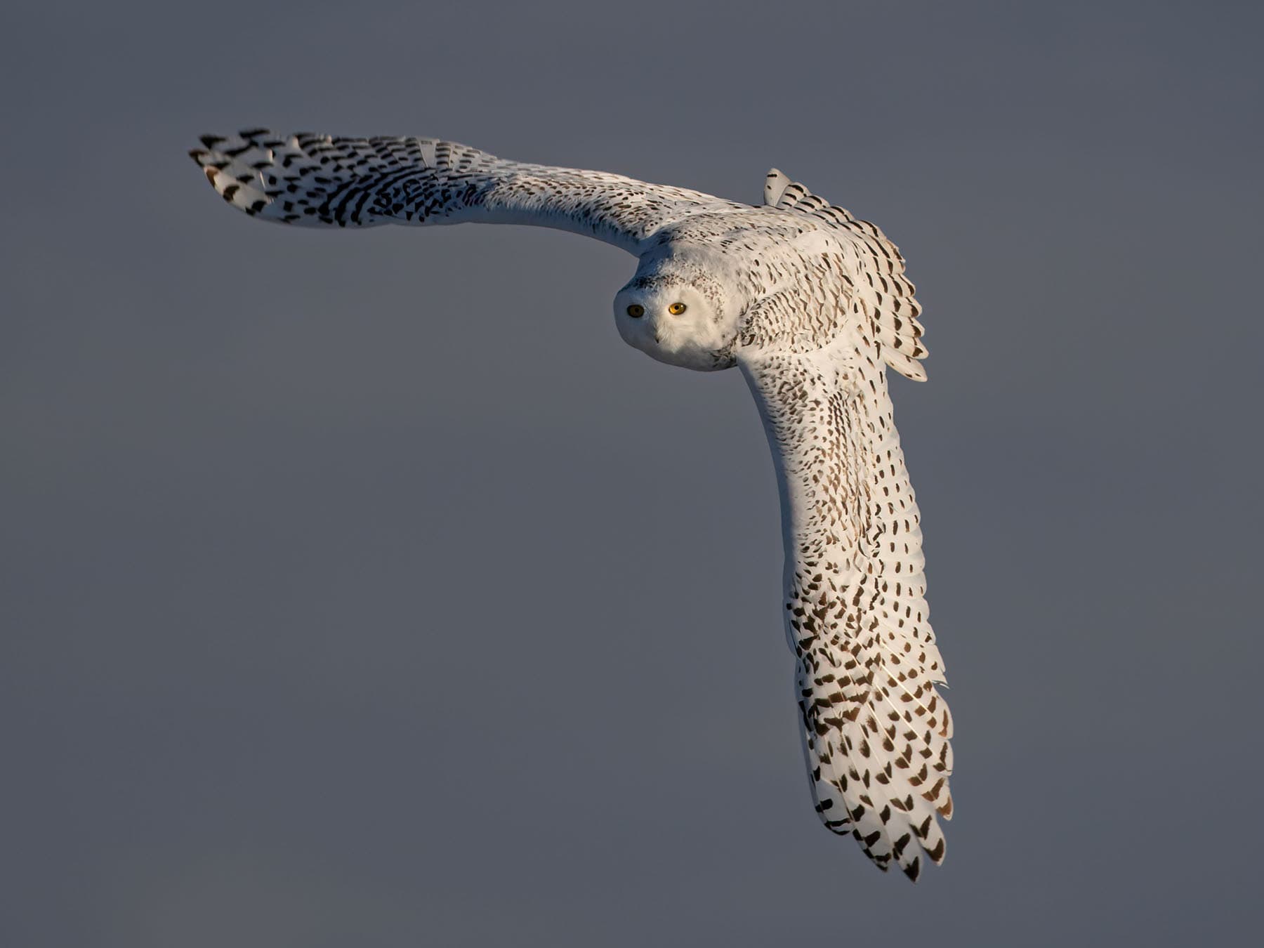 Snowy owl female flying