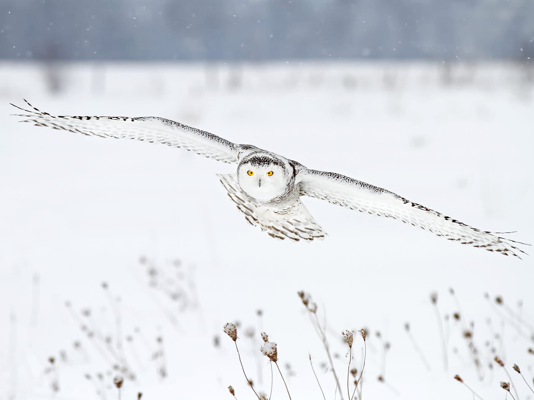 Snowy owl flight