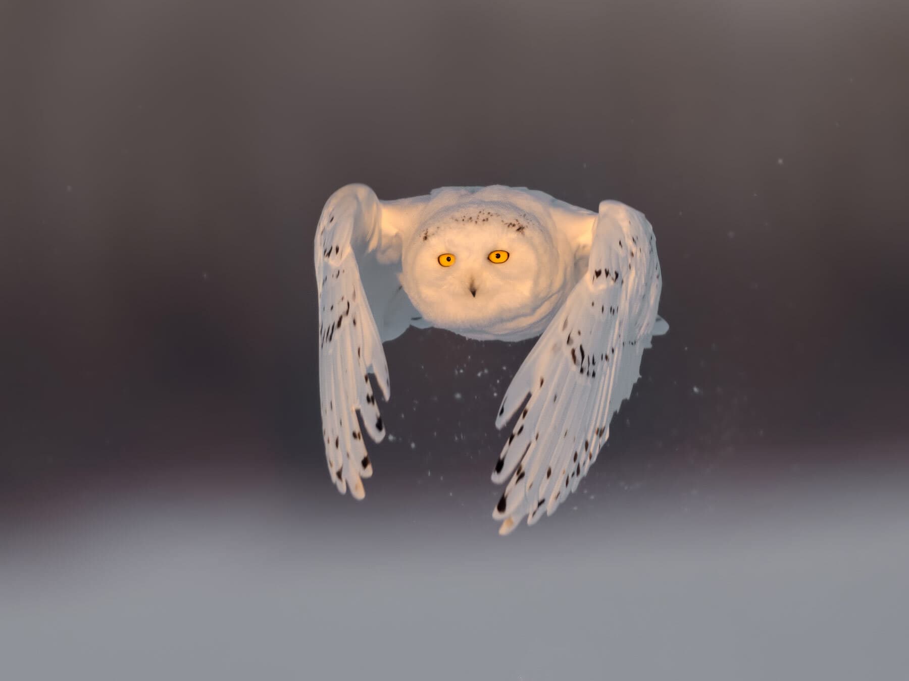 Snowy owl flying in morning