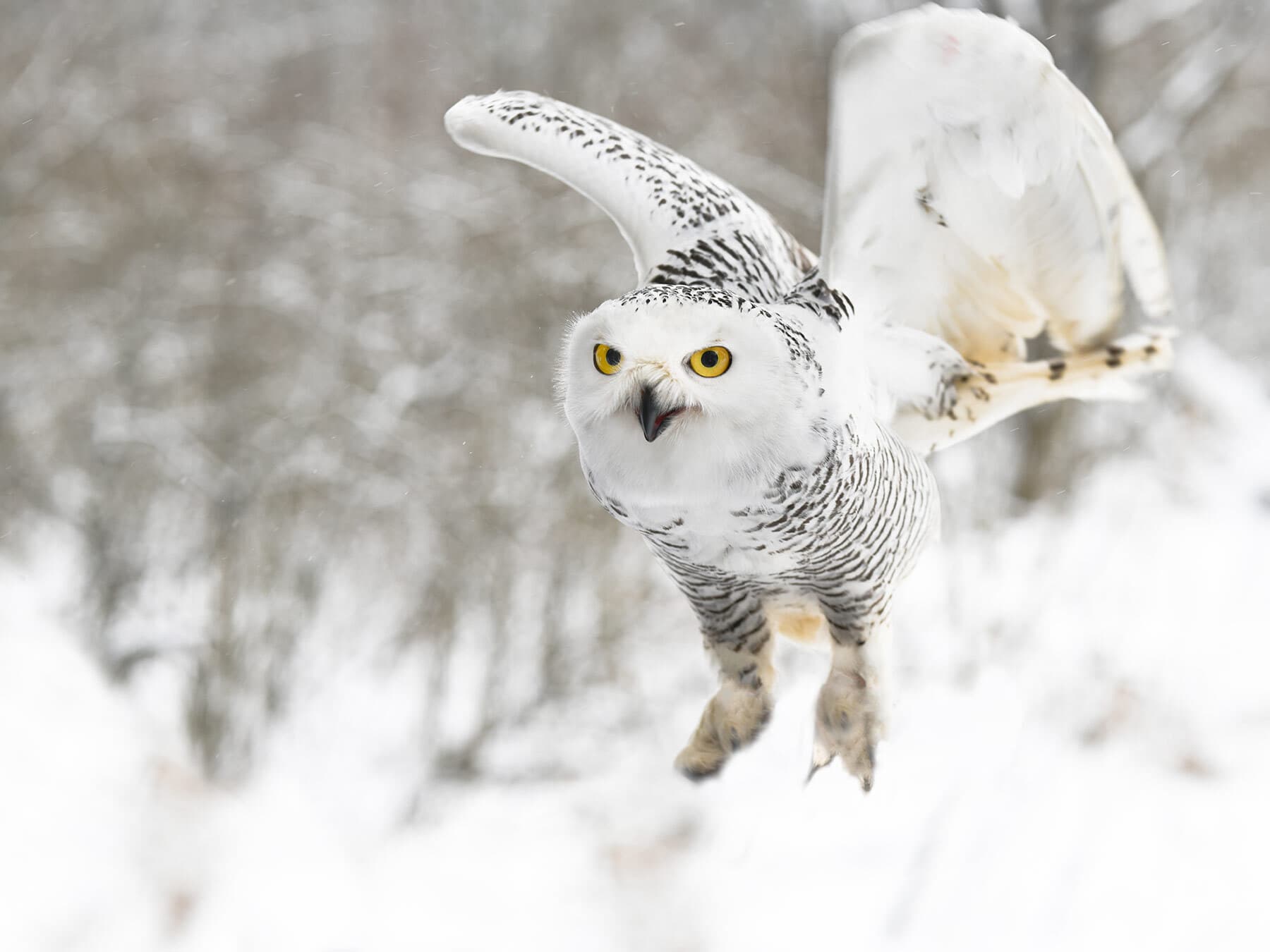 Snowy owl flying