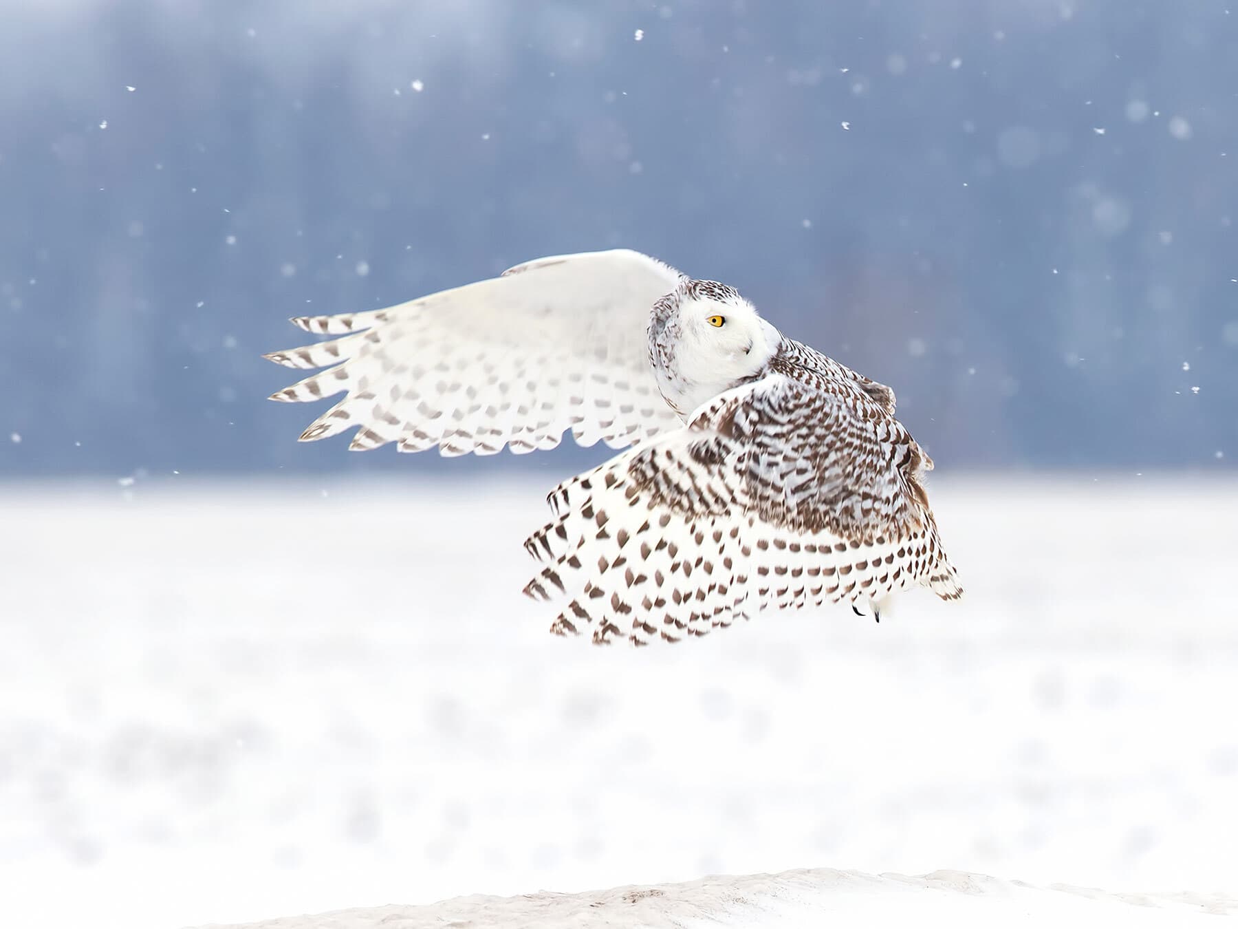 Snowy owl habitat