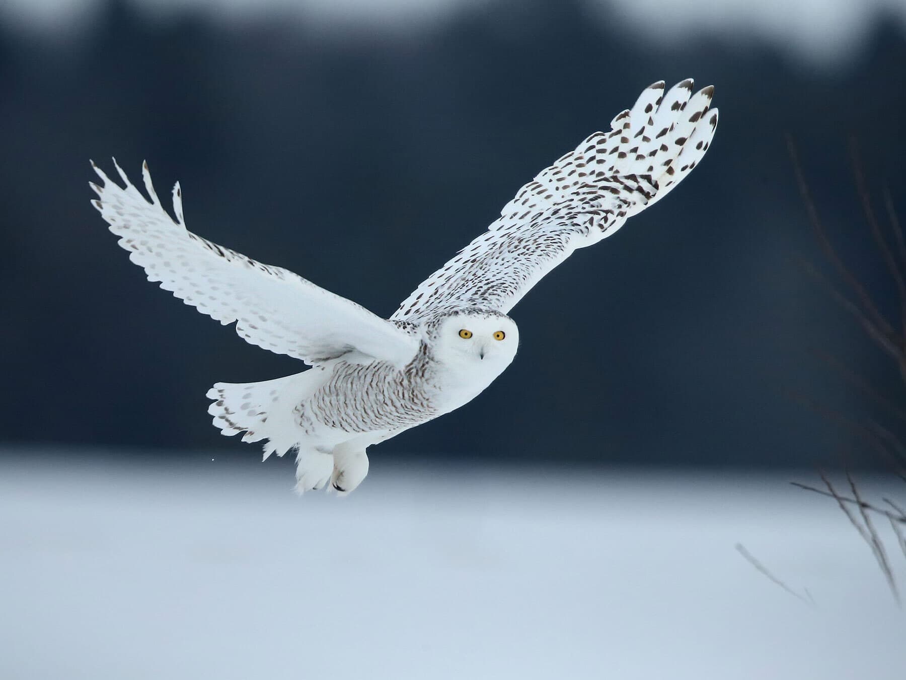 Snowy owl hunting