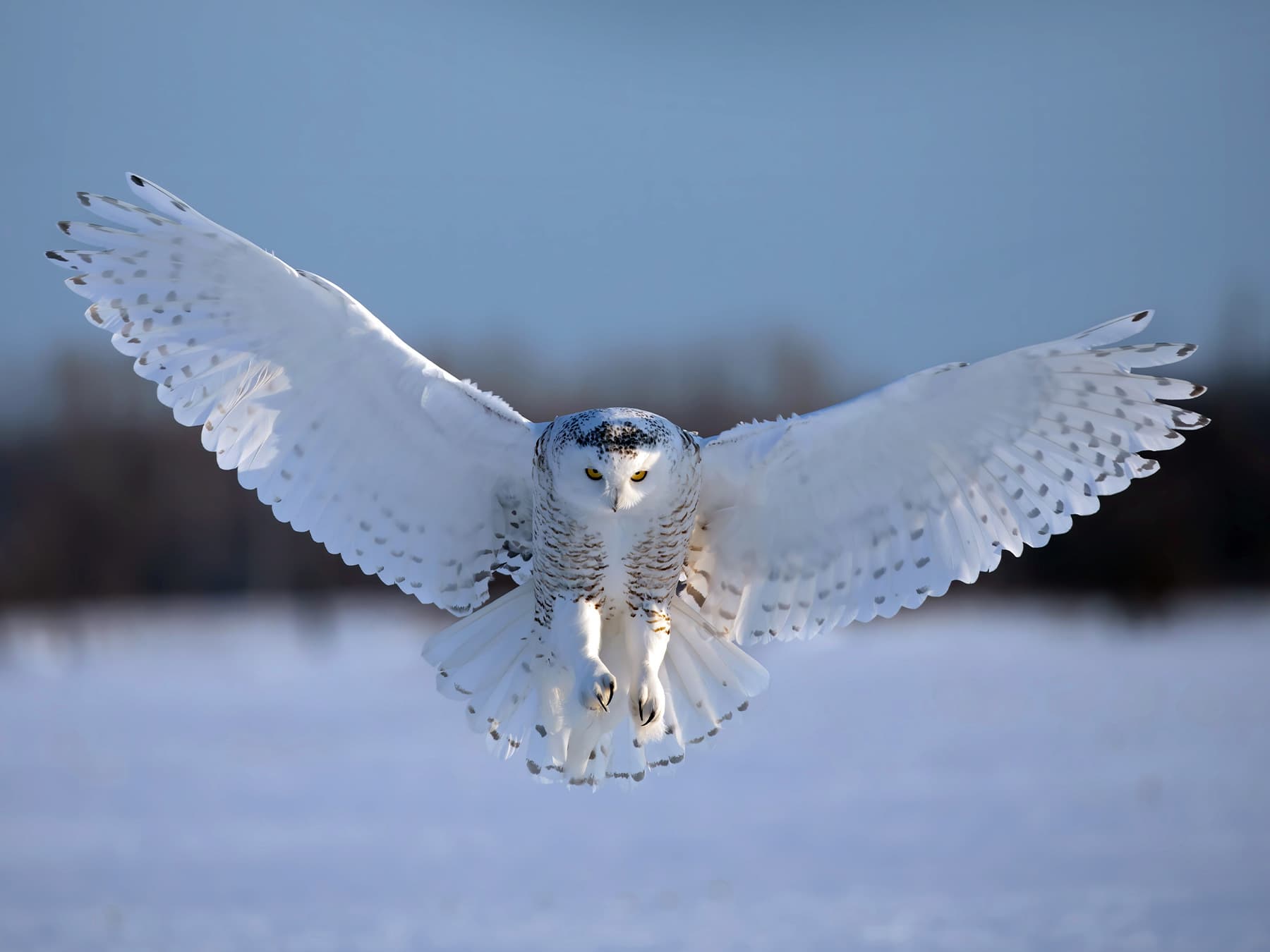 Snowy Owl about to catch its prey