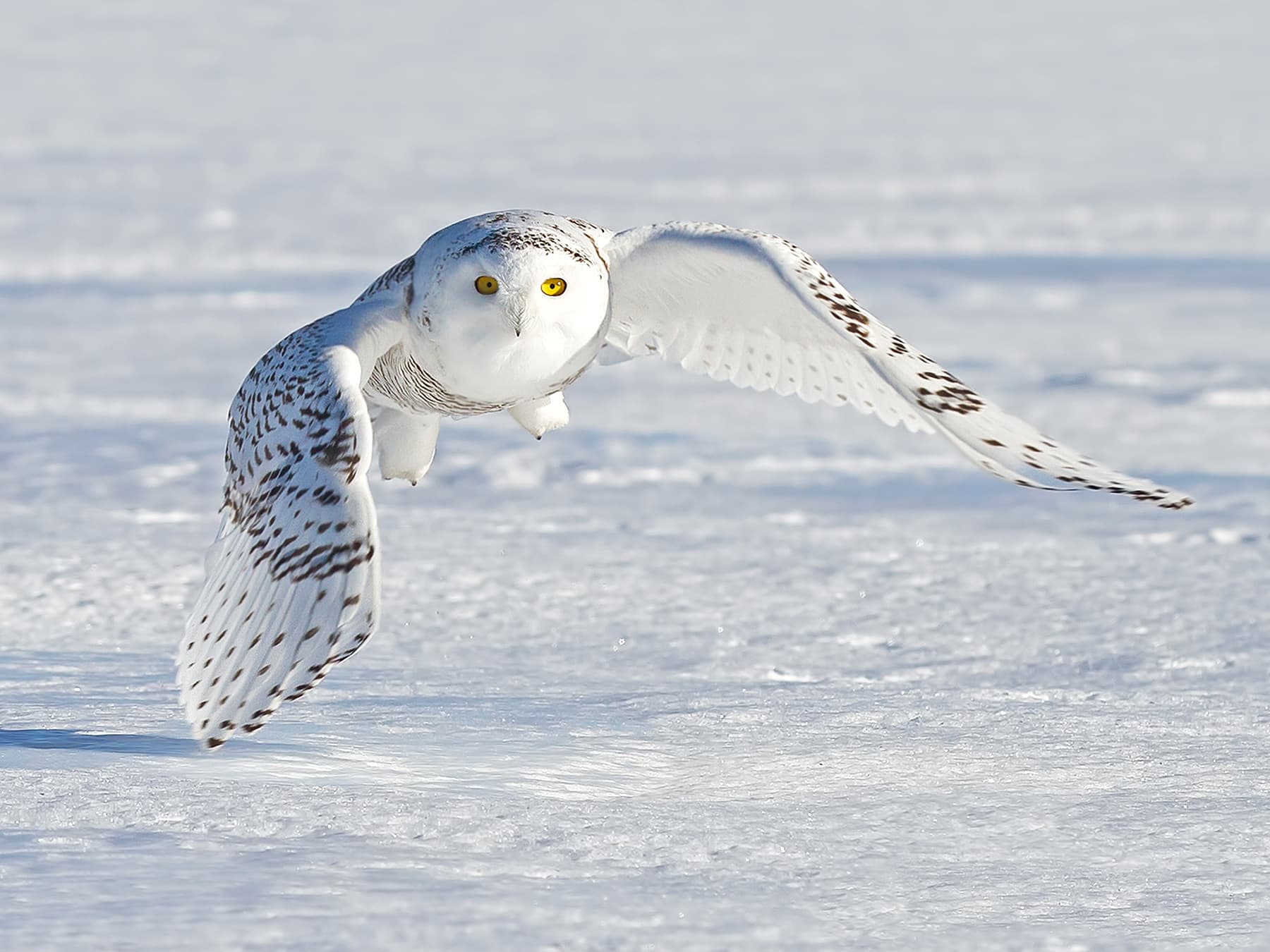 Snowy Owl in-flight across open landscape habitat