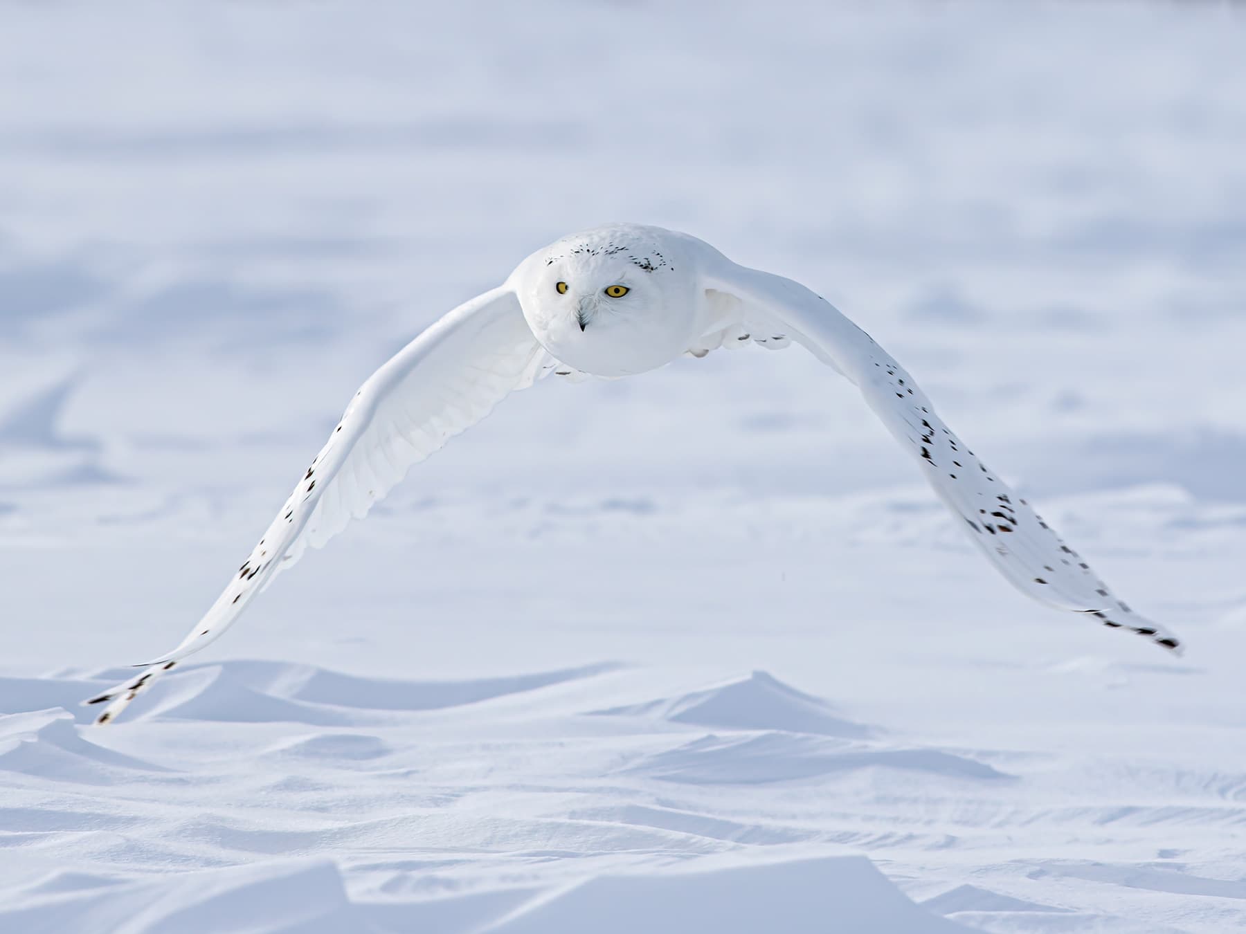 Snowy owl in-flight