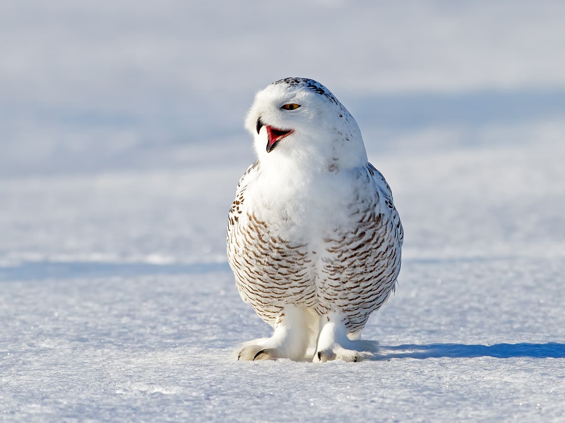 Snowy Owl walking across frozen ground calling out