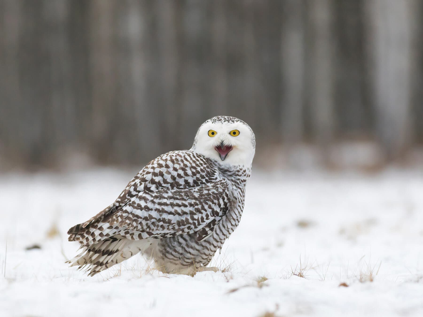 Snowy owl on ground