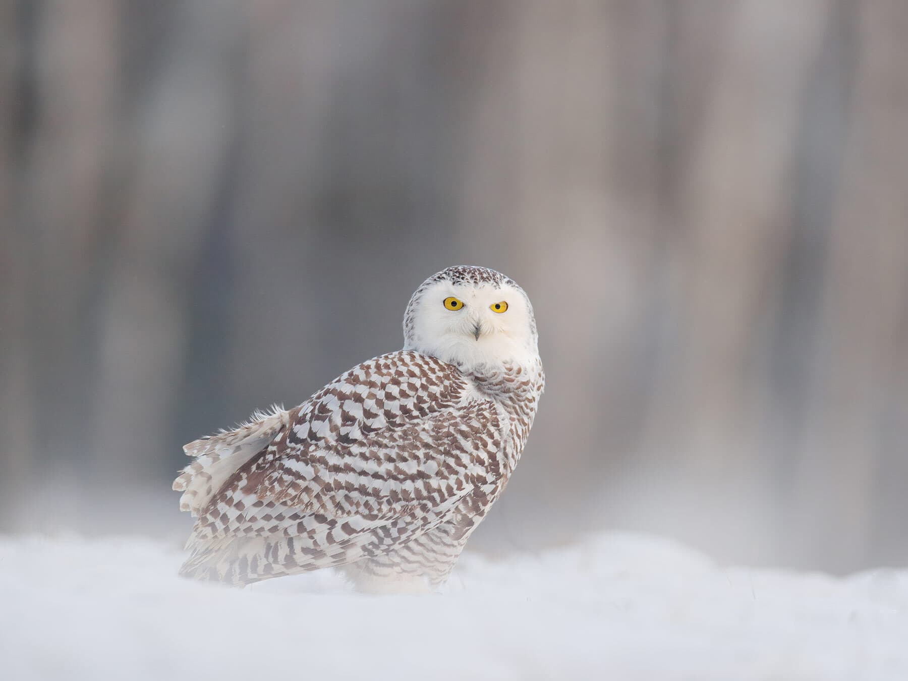 Snowy owl on ground