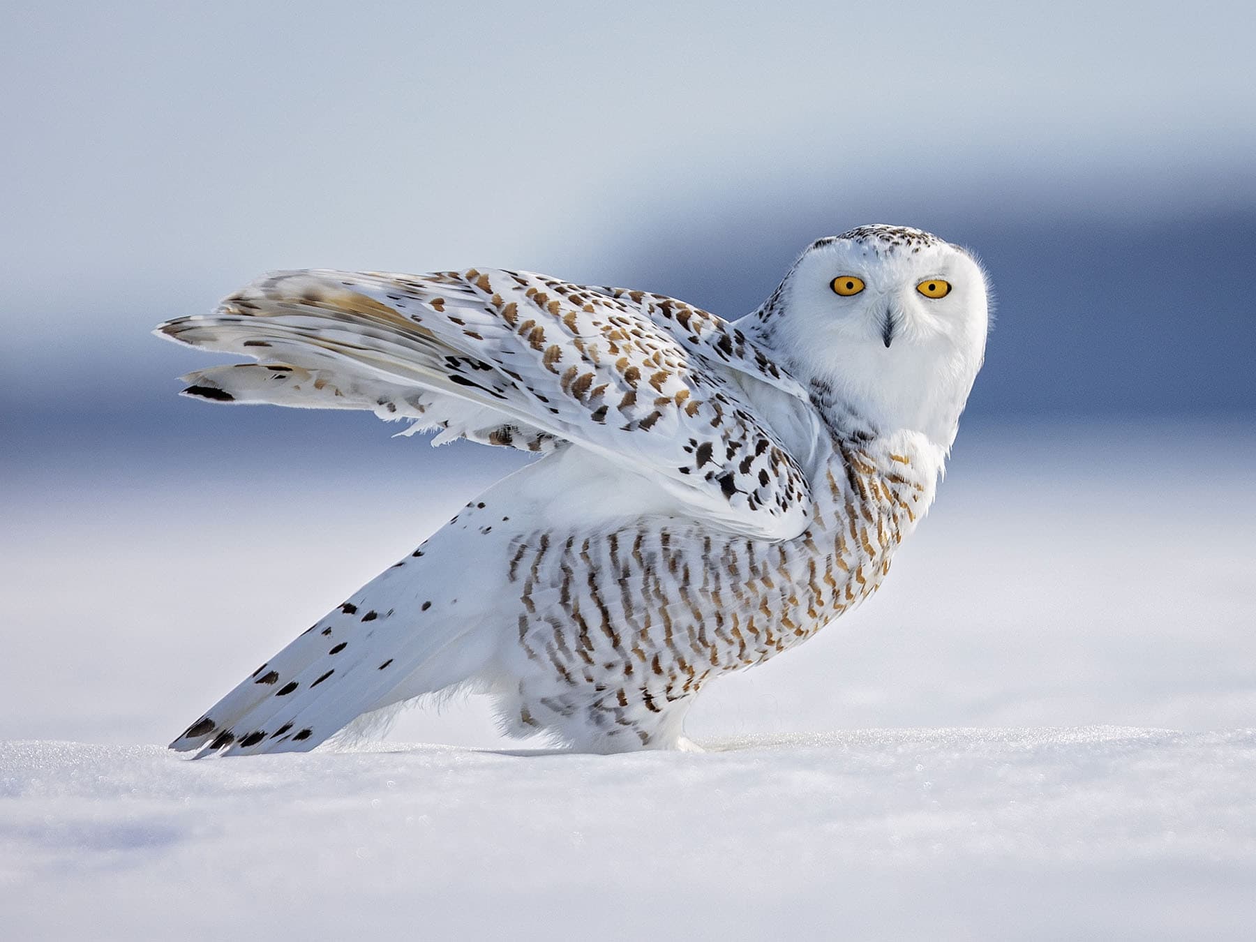 Snowy owl on ground