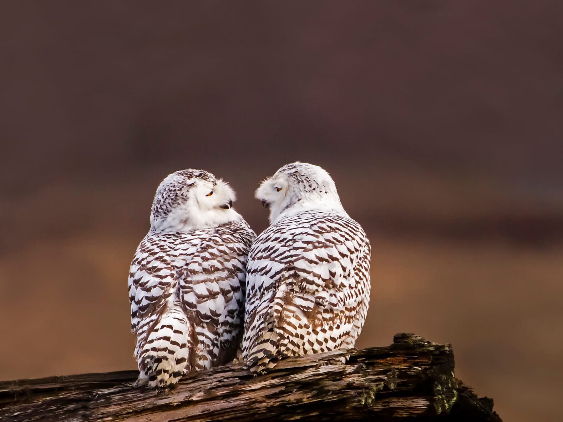 Snowy owl pair