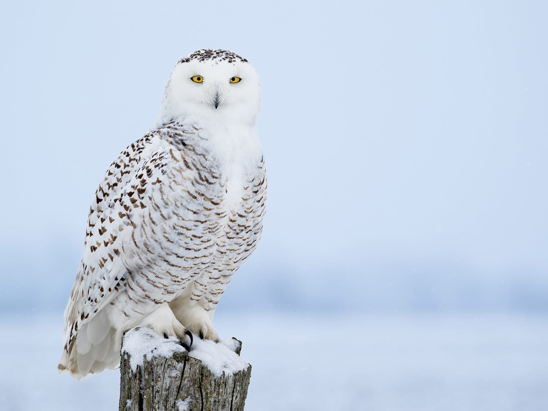 Snowy owl perched