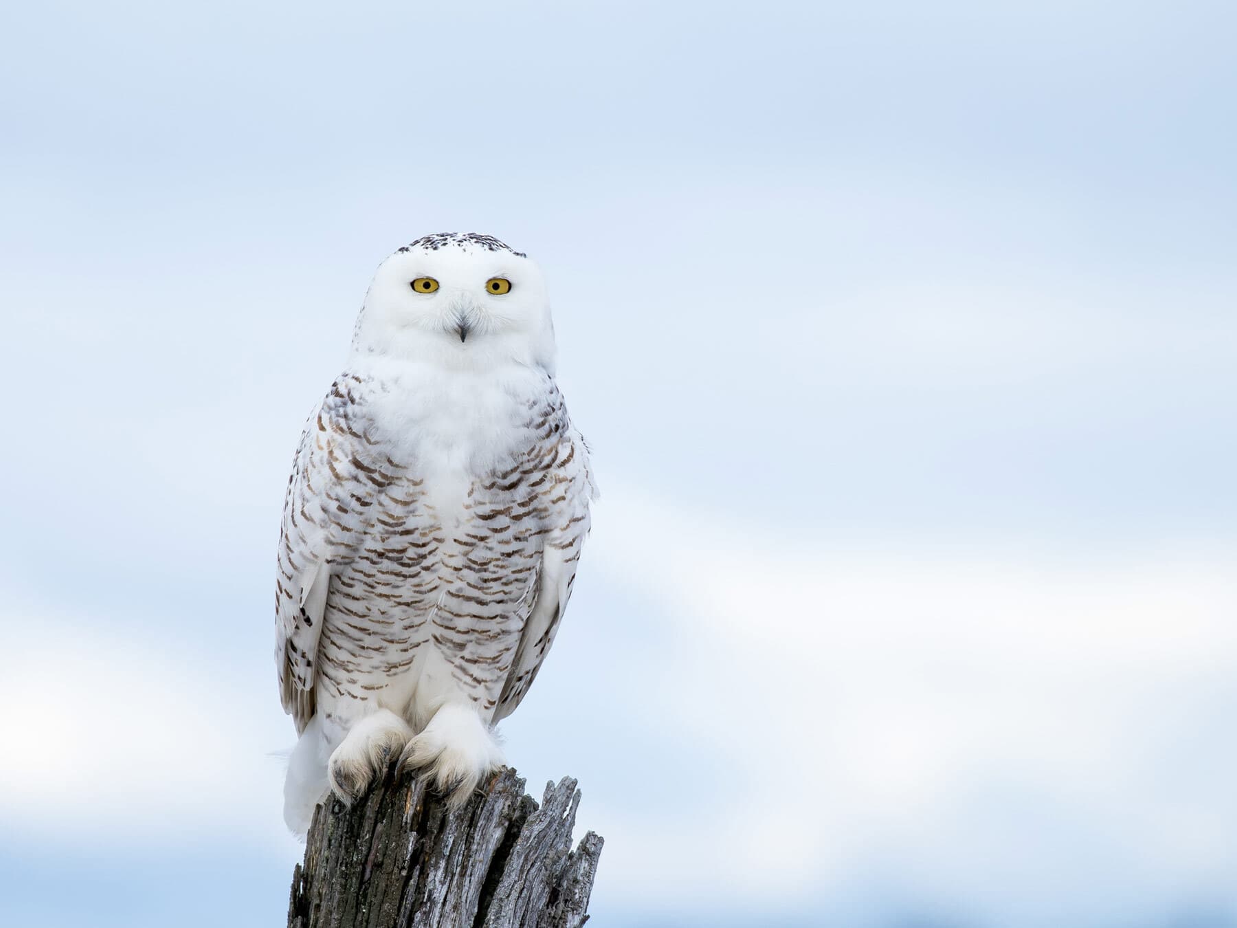 Snowy owl perched