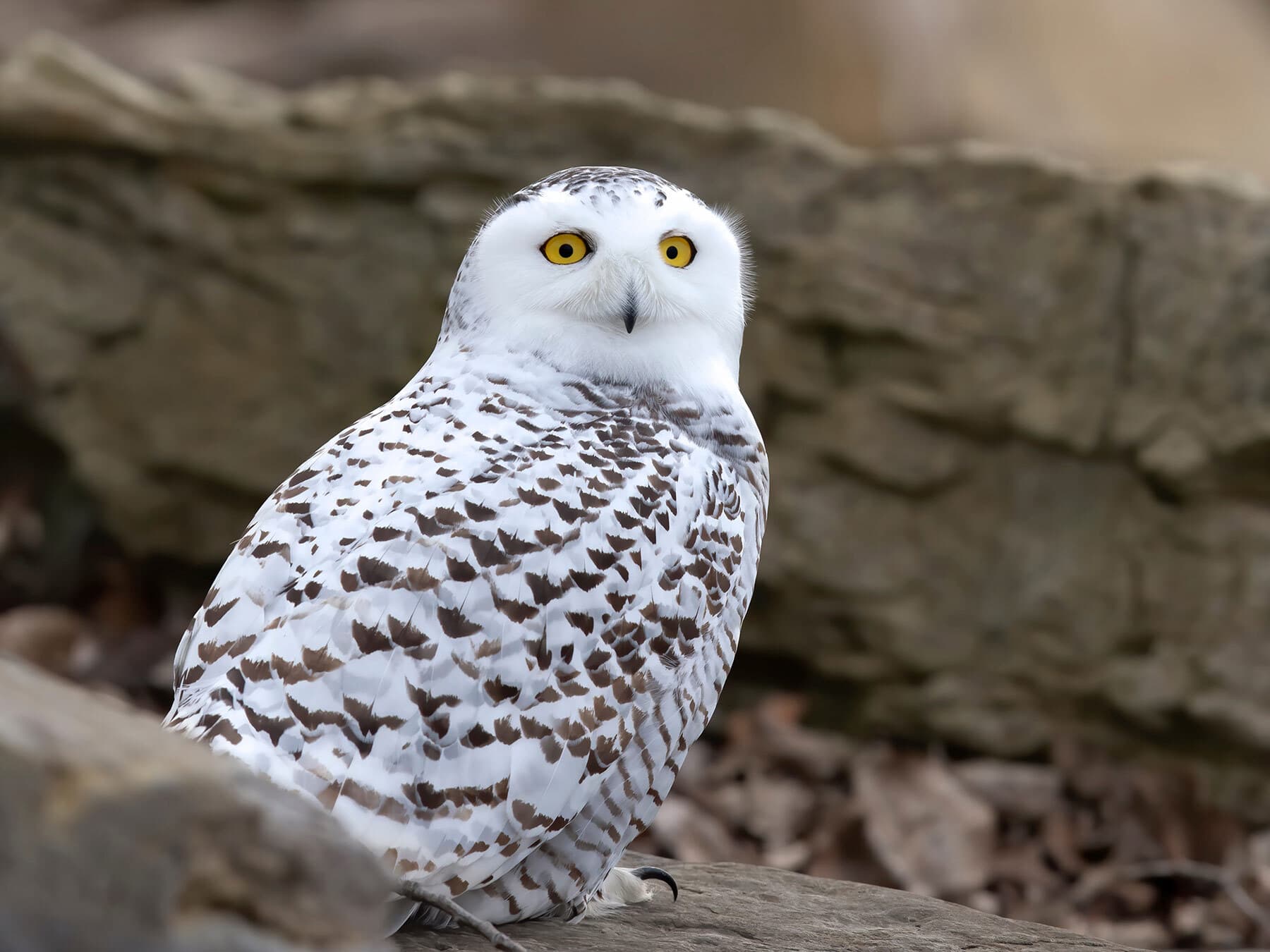 Snowy owl perched