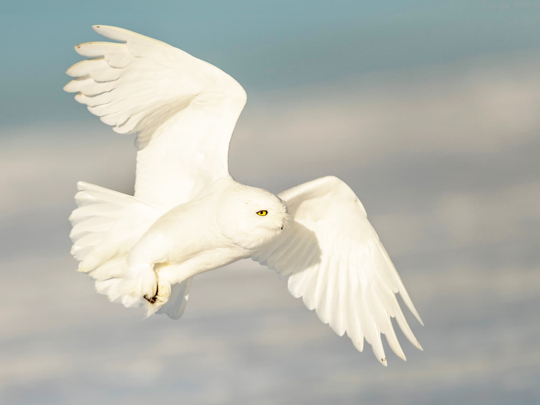 Snowy Owl Male in-flight