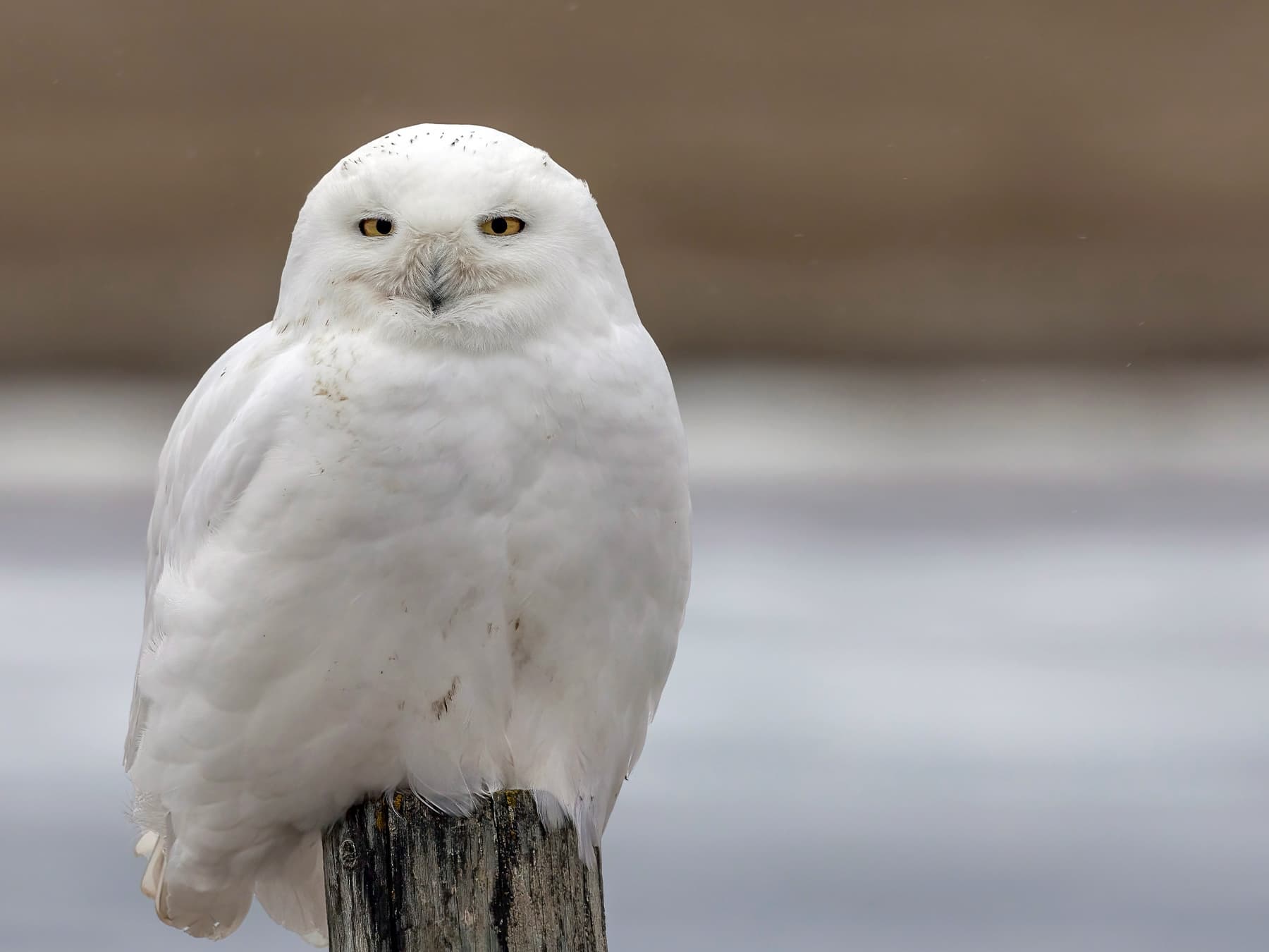 A Snowy Owl (male) resting on top of a wooden post
