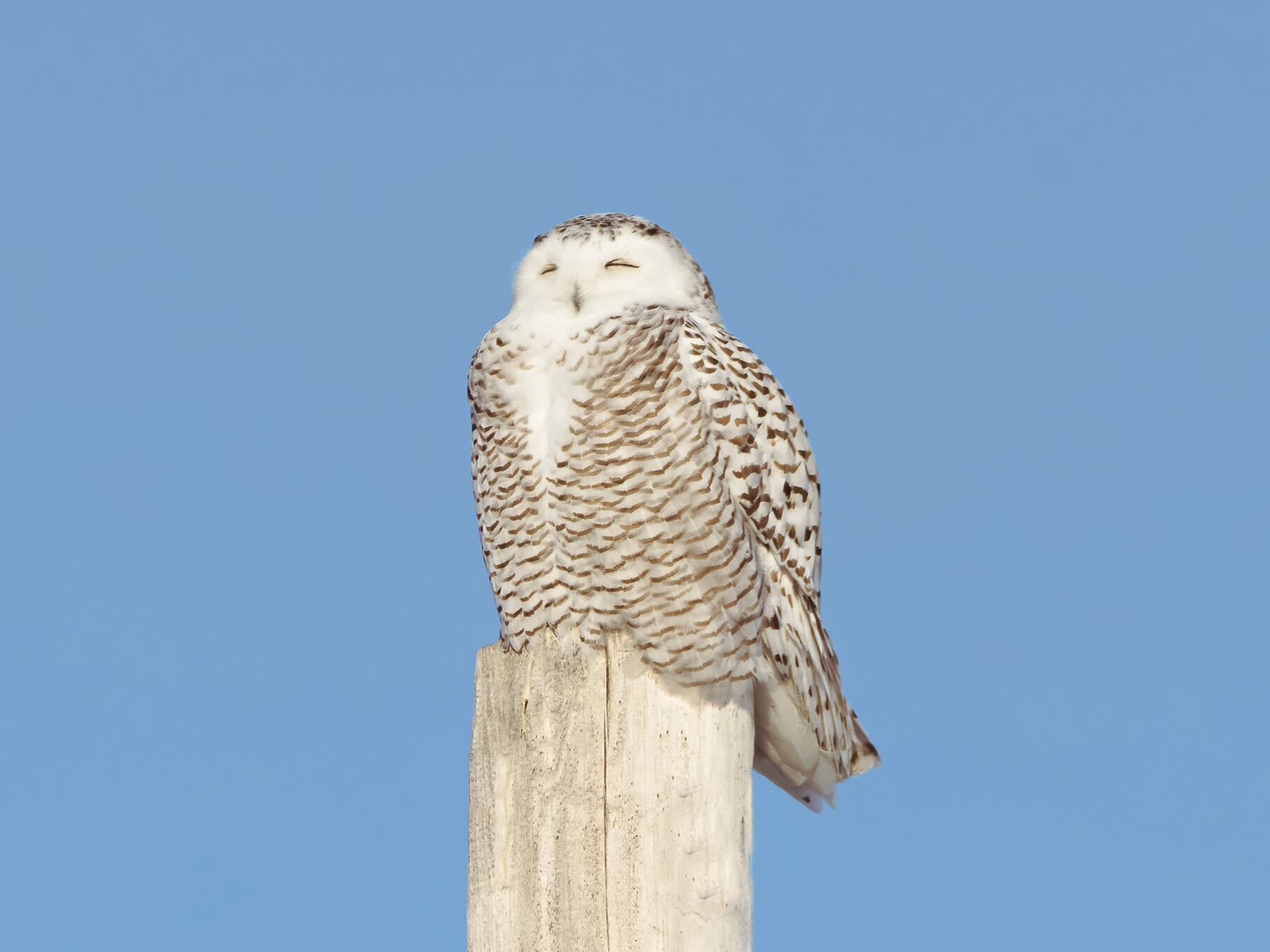 Snowy owl sleeping
