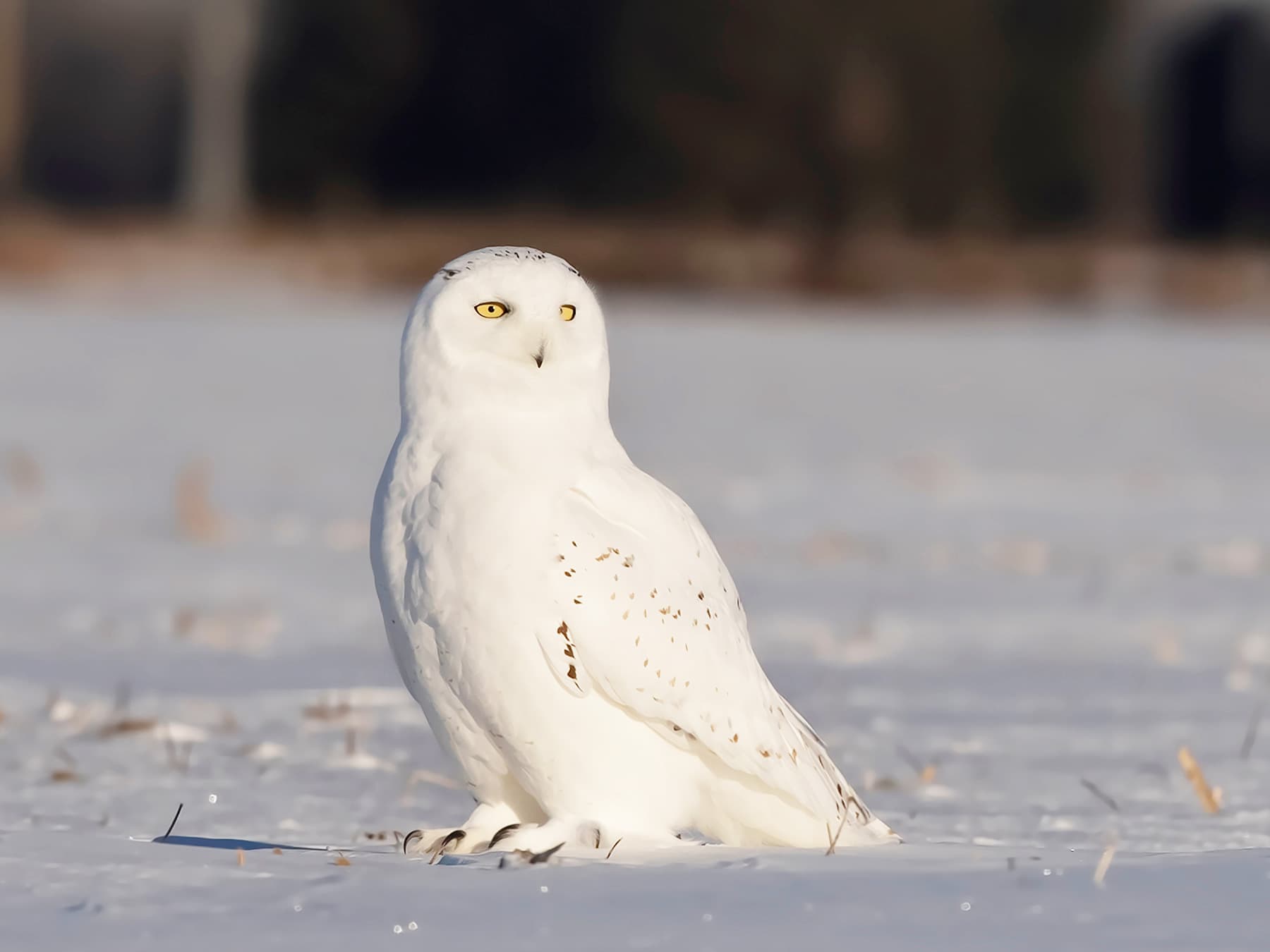 Snowy Owl on the ground looking around