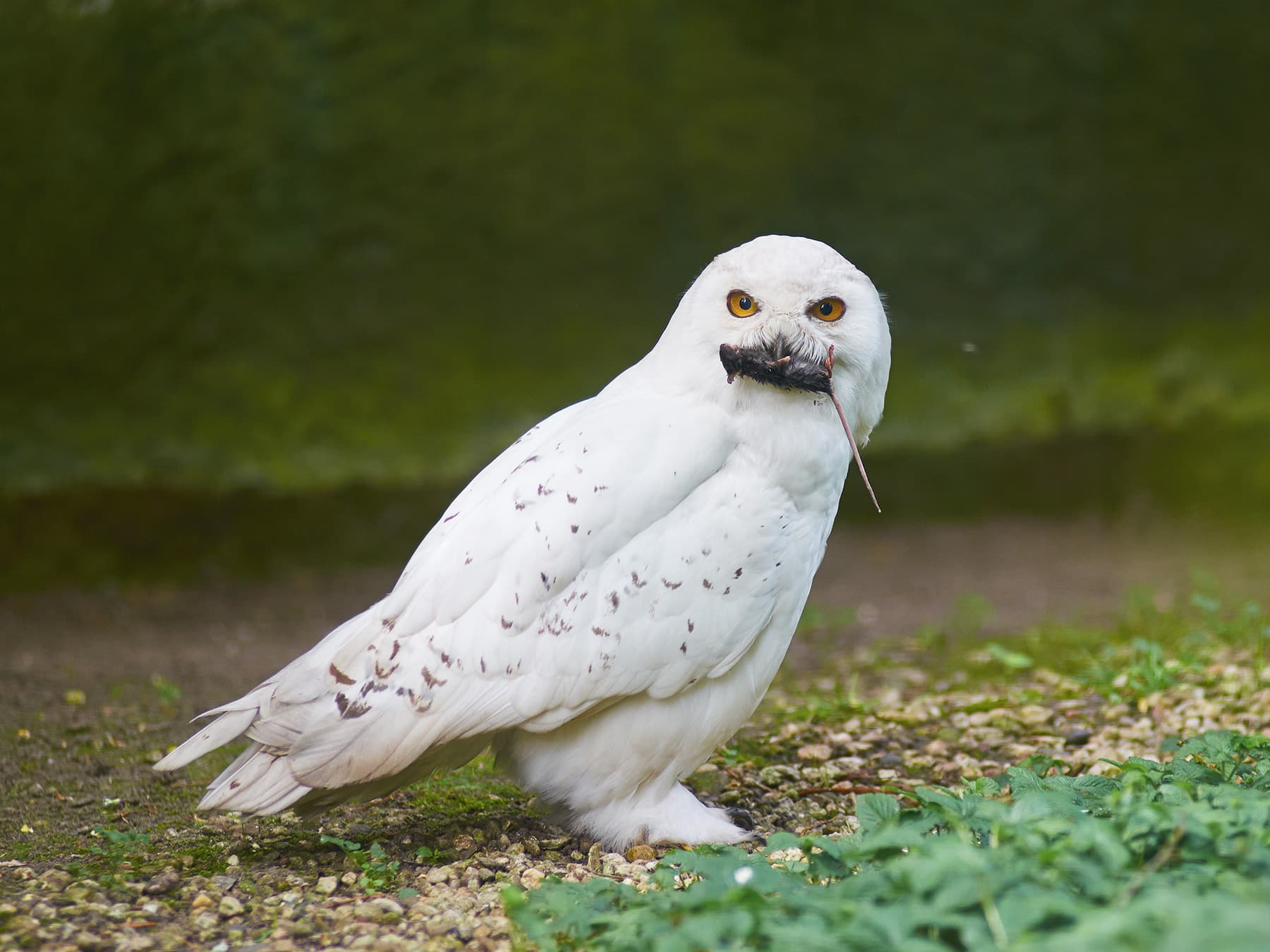Snowy Owl with prey in its beak