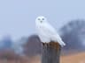 Snowy Owl