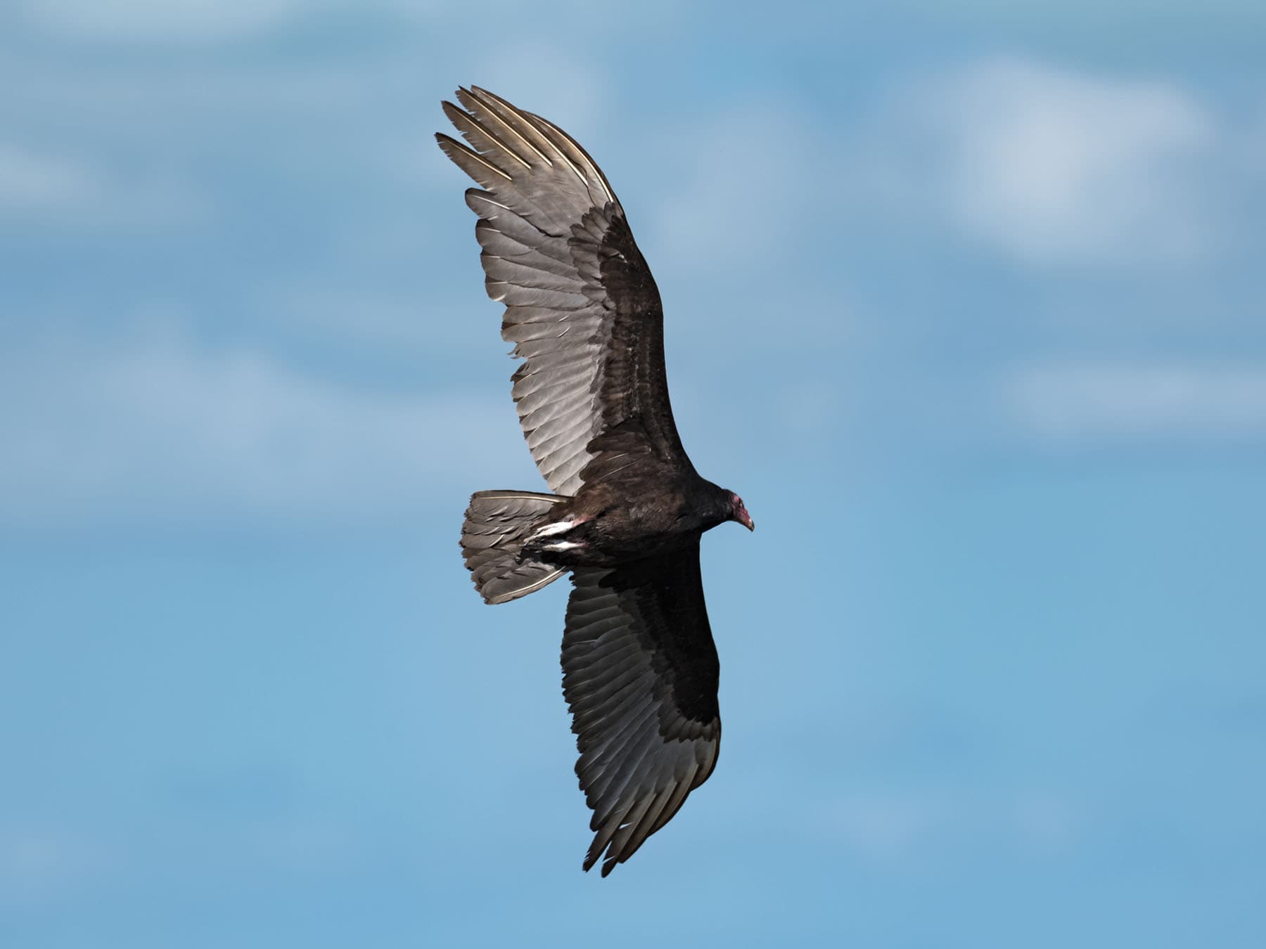 Soaring turkey vulture