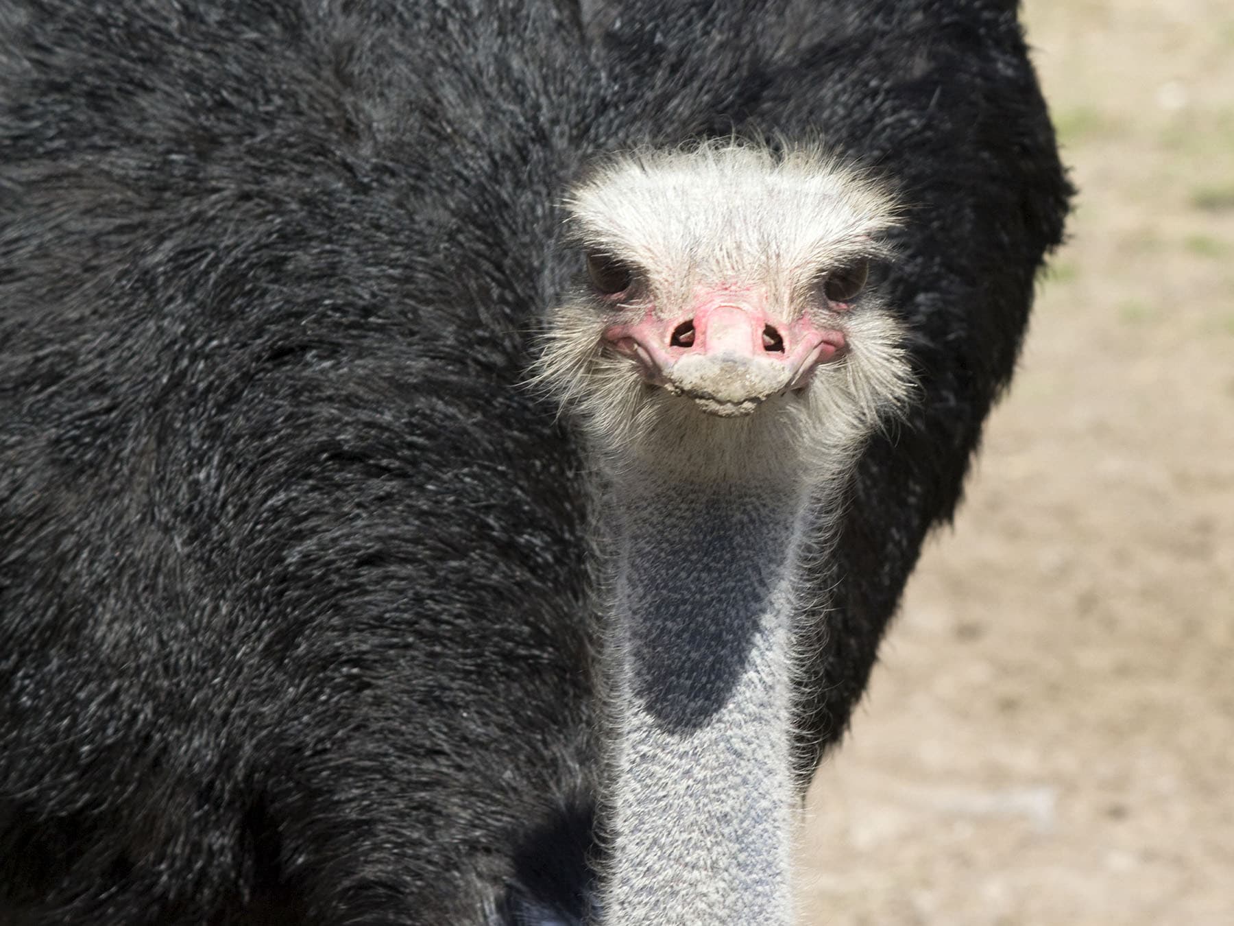 Somali Ostrich close up