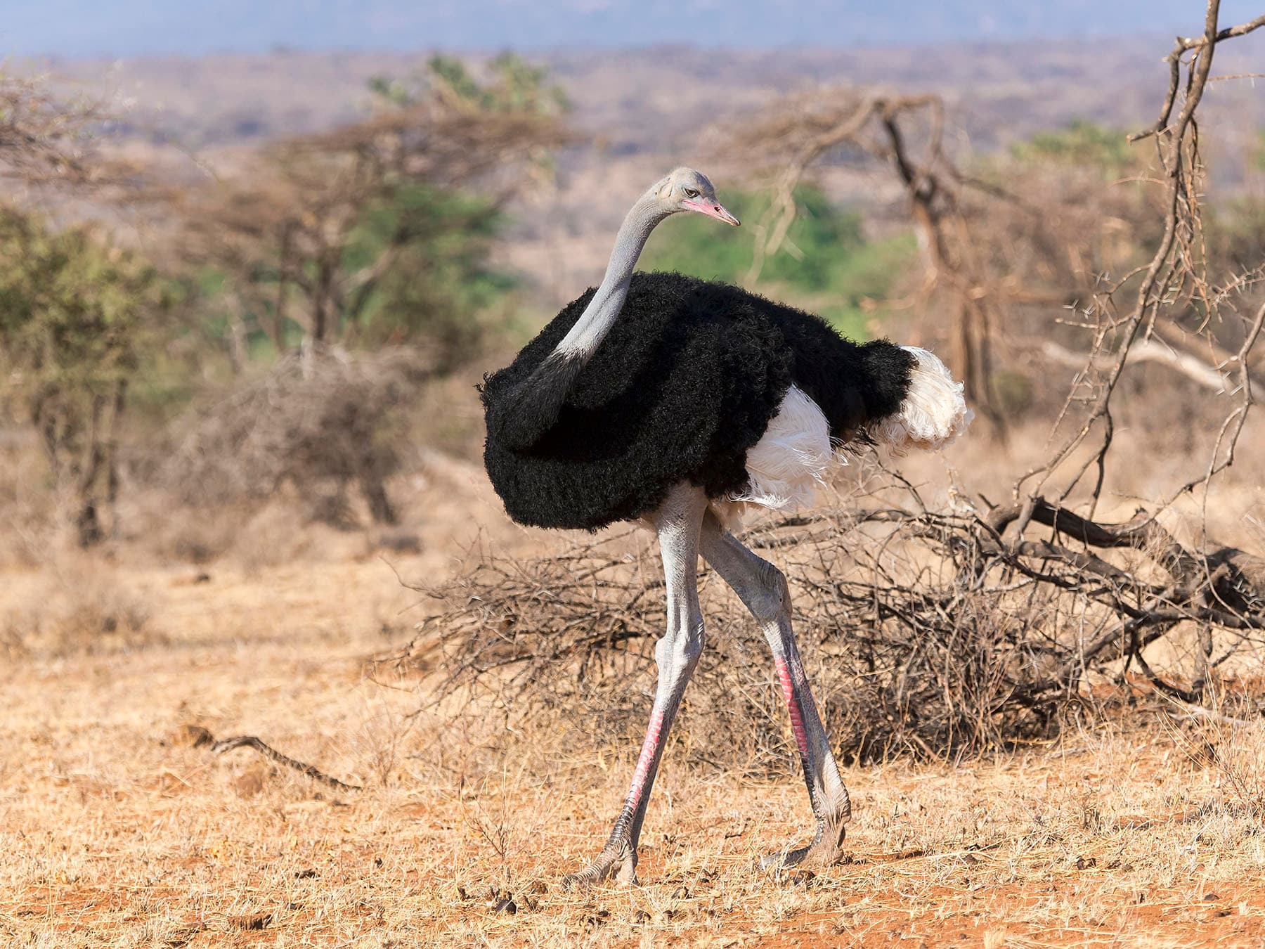 Somali Ostrich in natural habitat