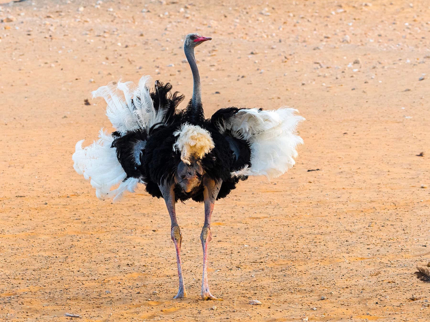Somali Ostrich spreading his wings