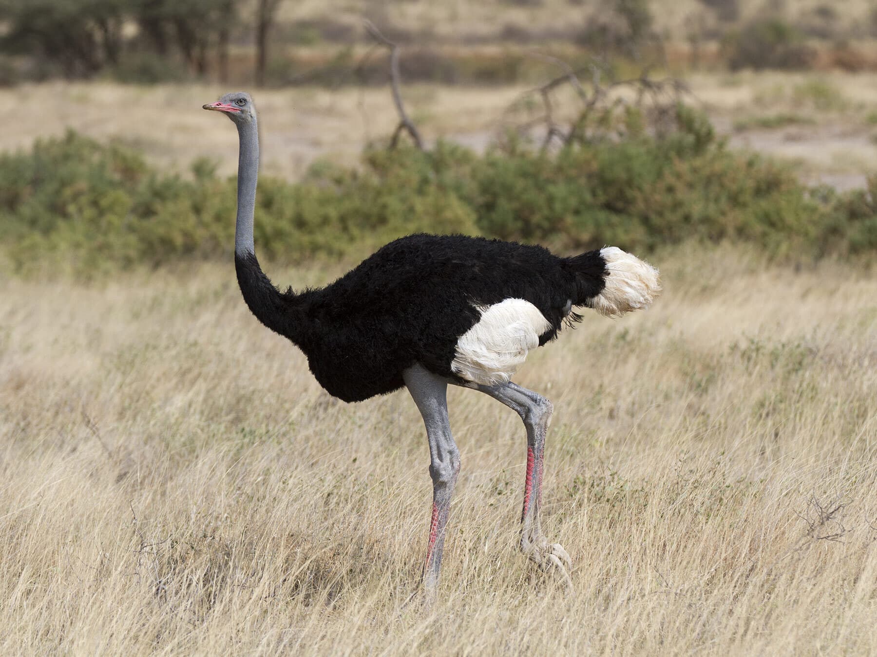 Somali ostrich walking