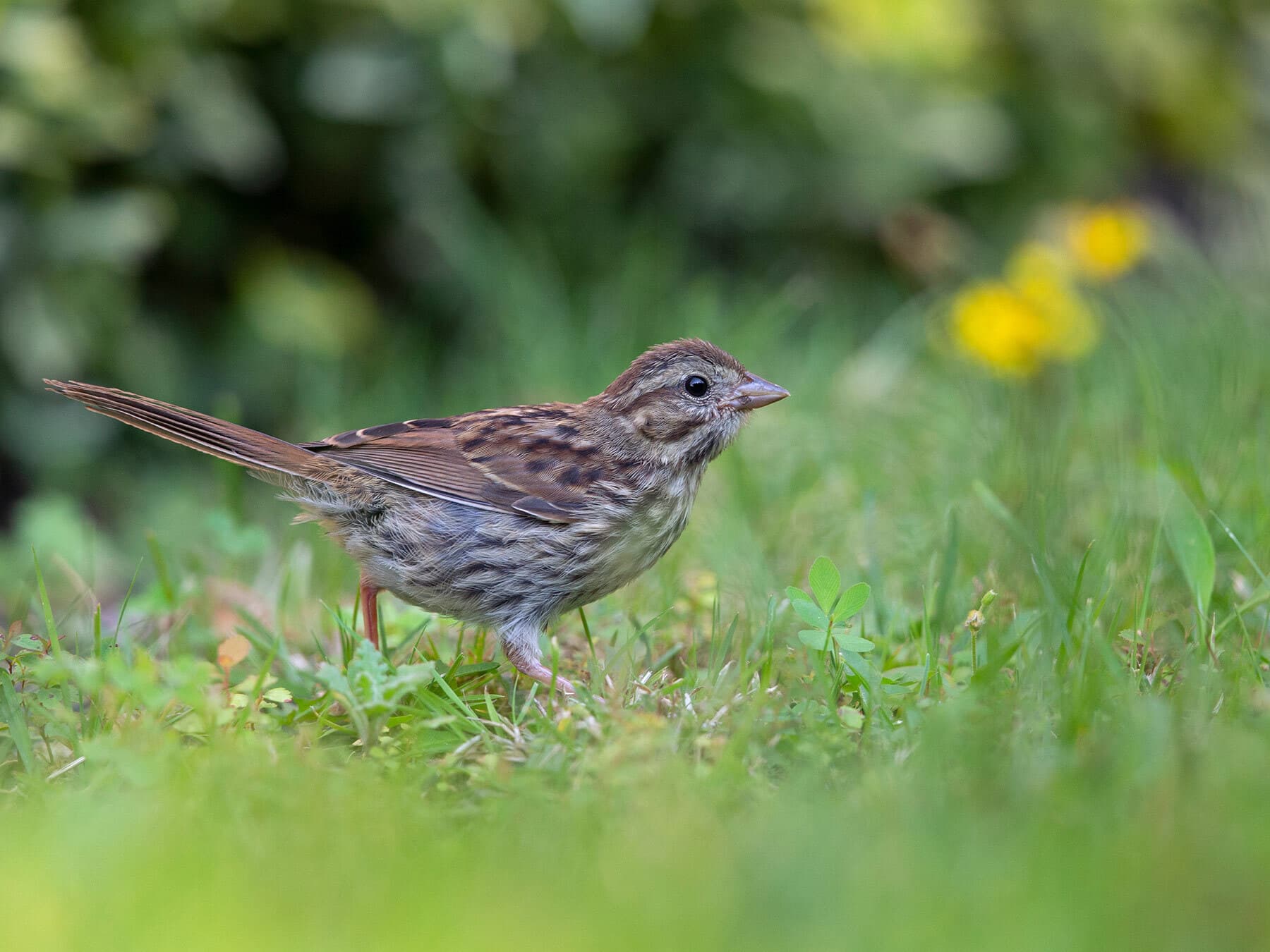 Song sparrow foraging