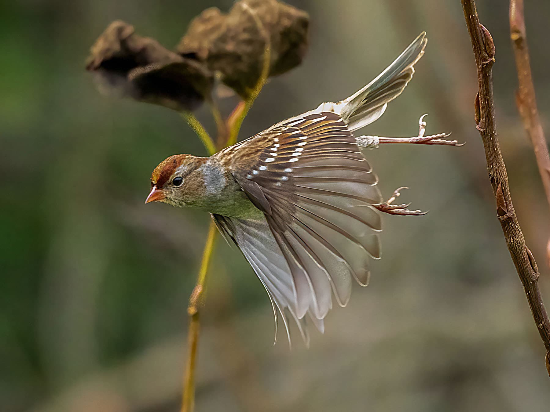 Song sparrow in-flight