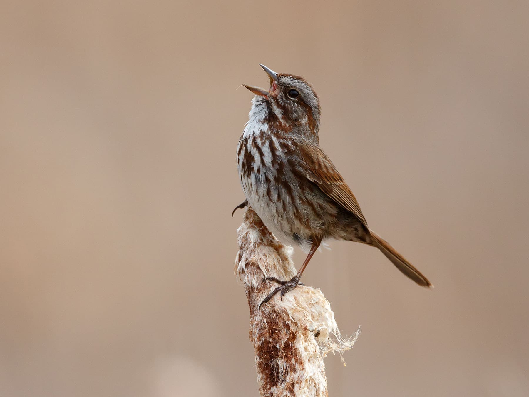 A Song Sparrow singing on a cattail