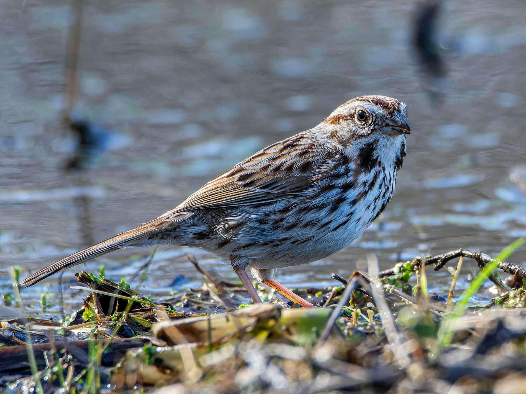 Song Bird in wetland habitat