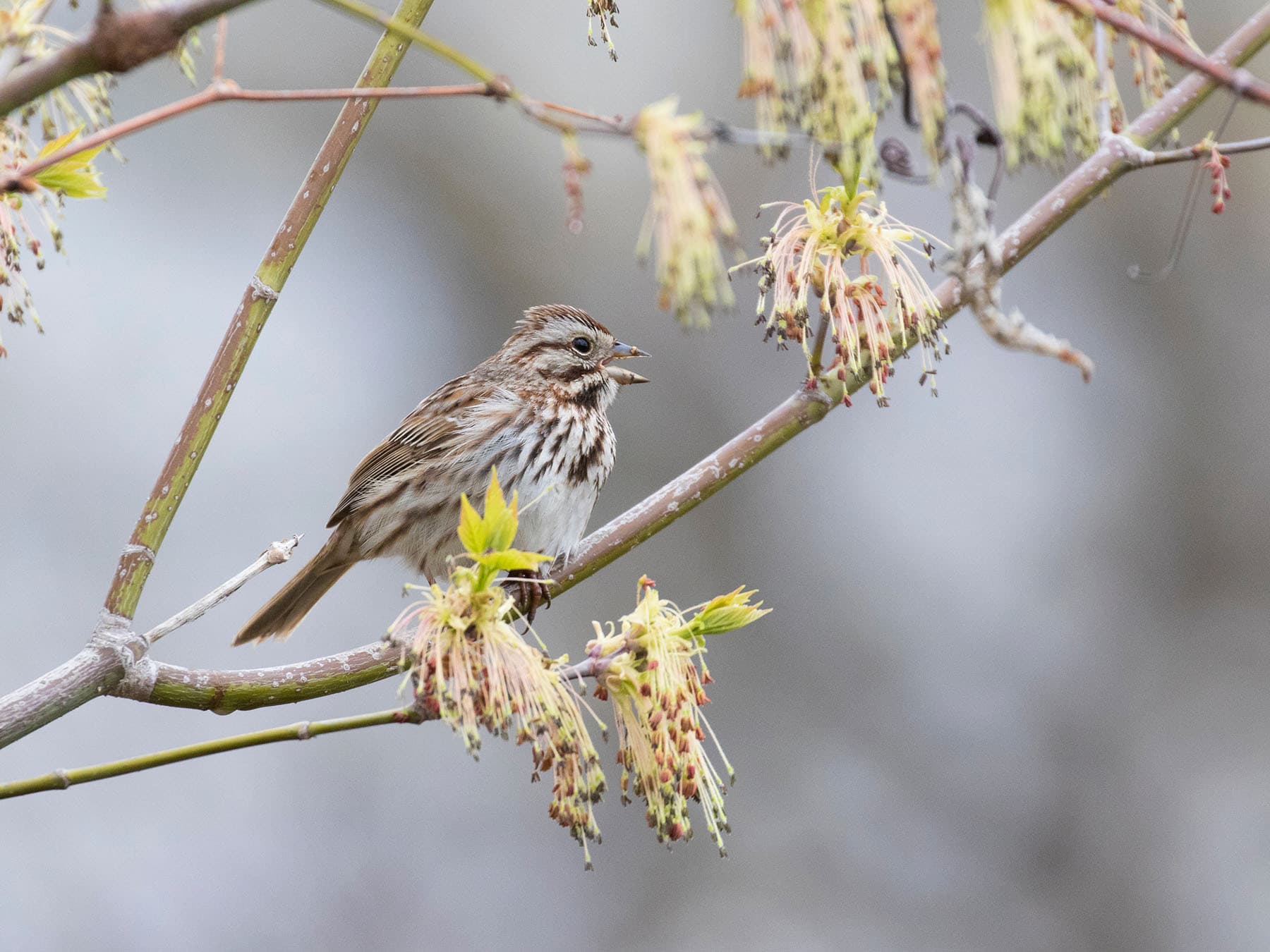 A Song Sparrow among new maple leaves and flowers