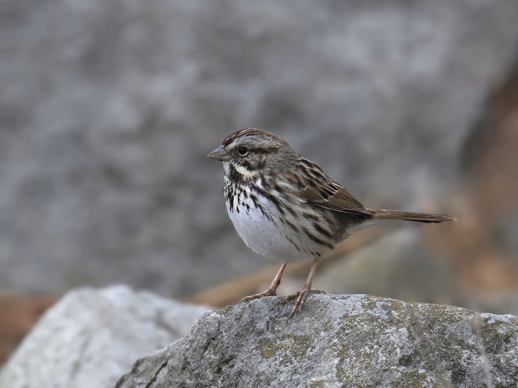 A Song Sparrow on a rock: streaked breast and flanks, and a striped head