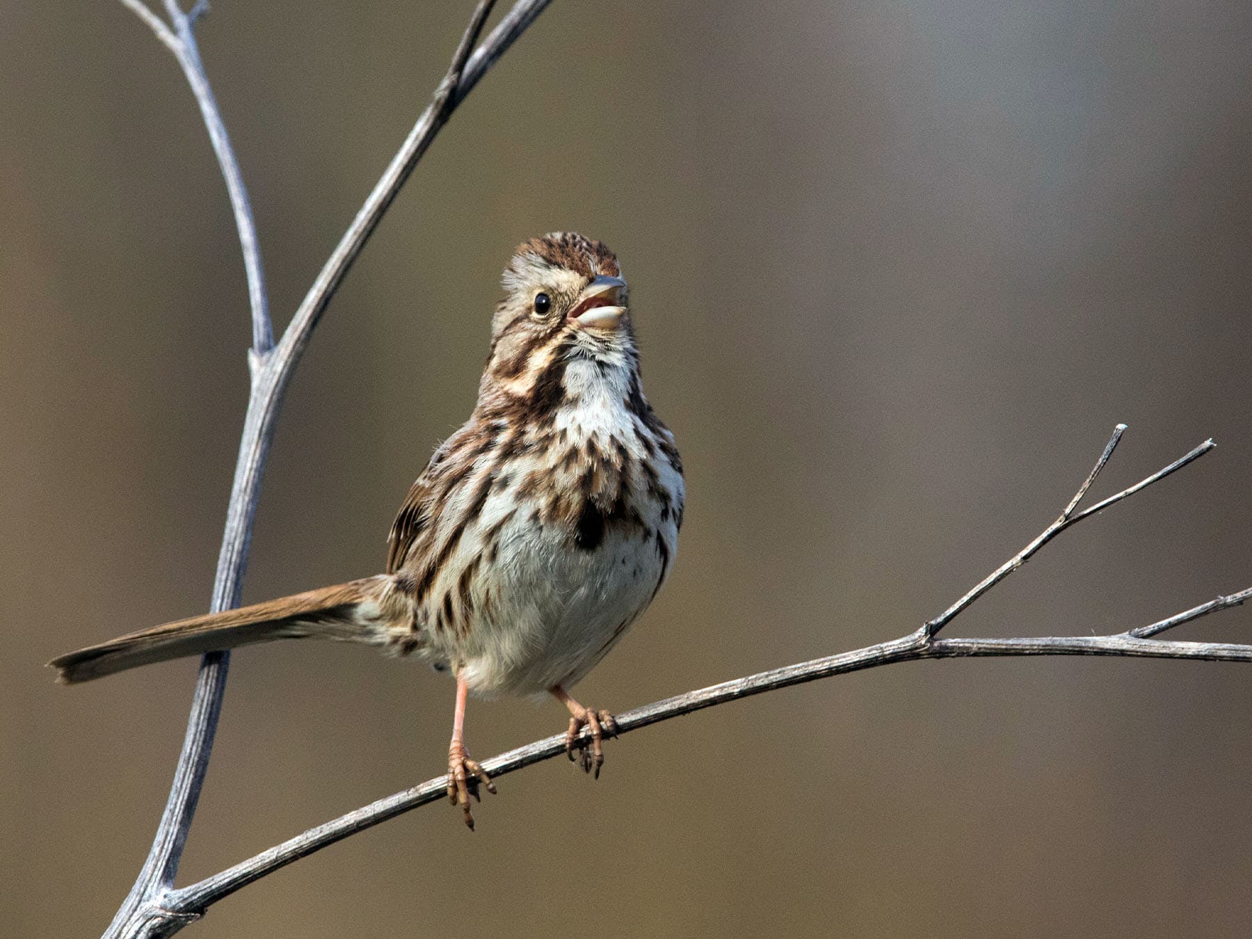 Song Sparrow perching on a branch singing