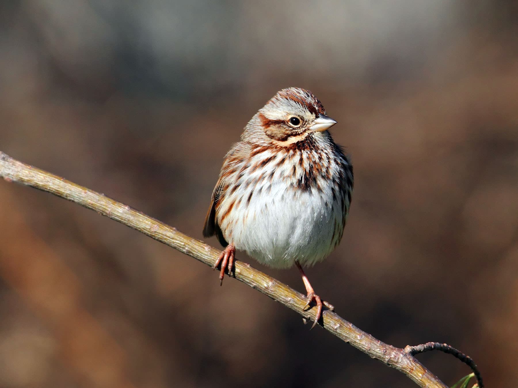Song Bird perching on a branch