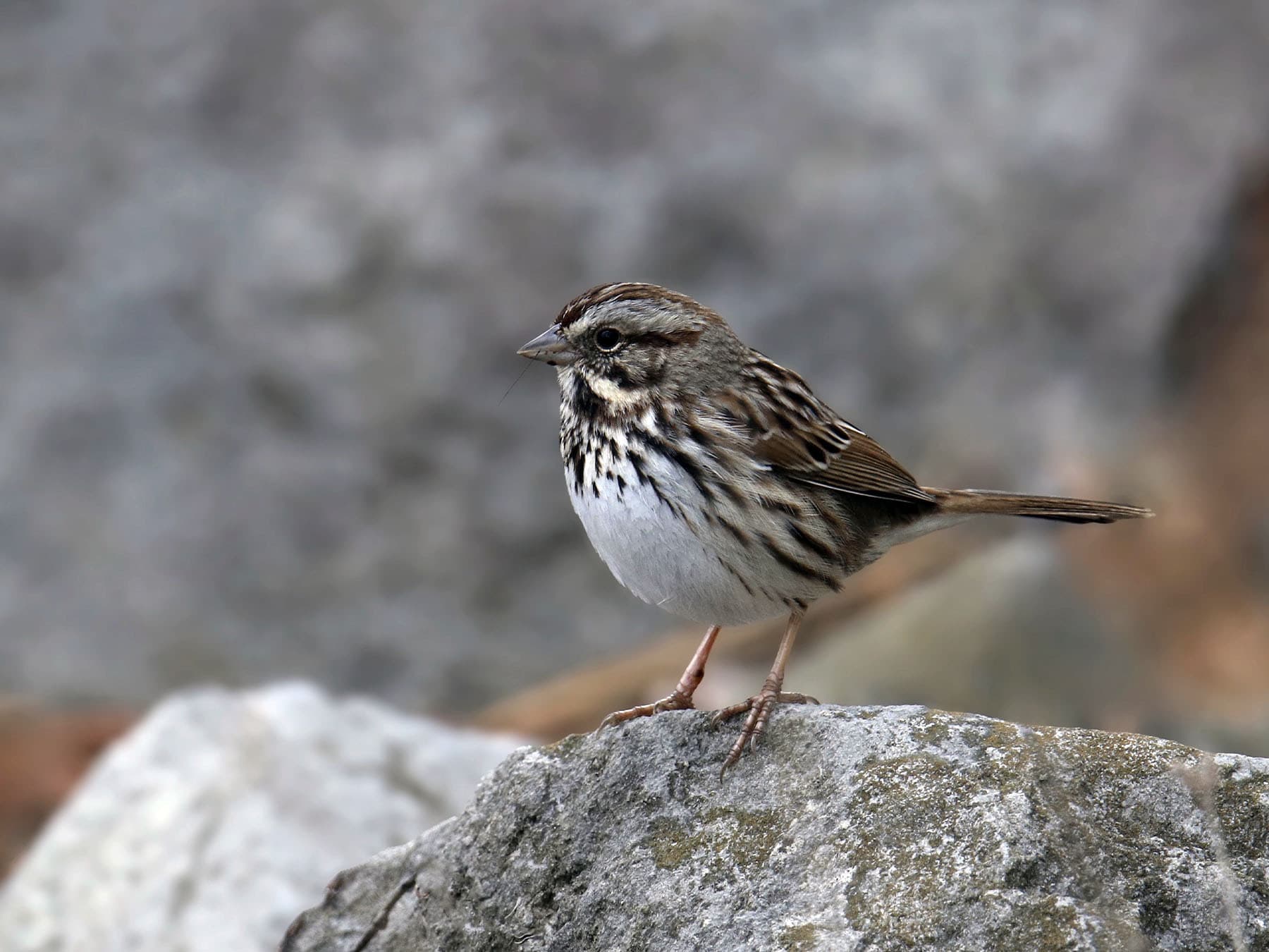 Song Sparrow | Birdfact