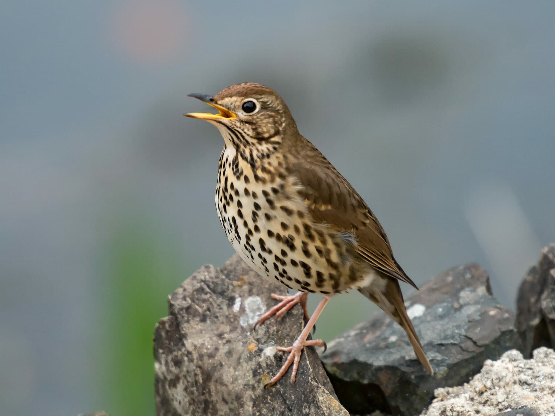 A Song Thrush on a rock with its bill open