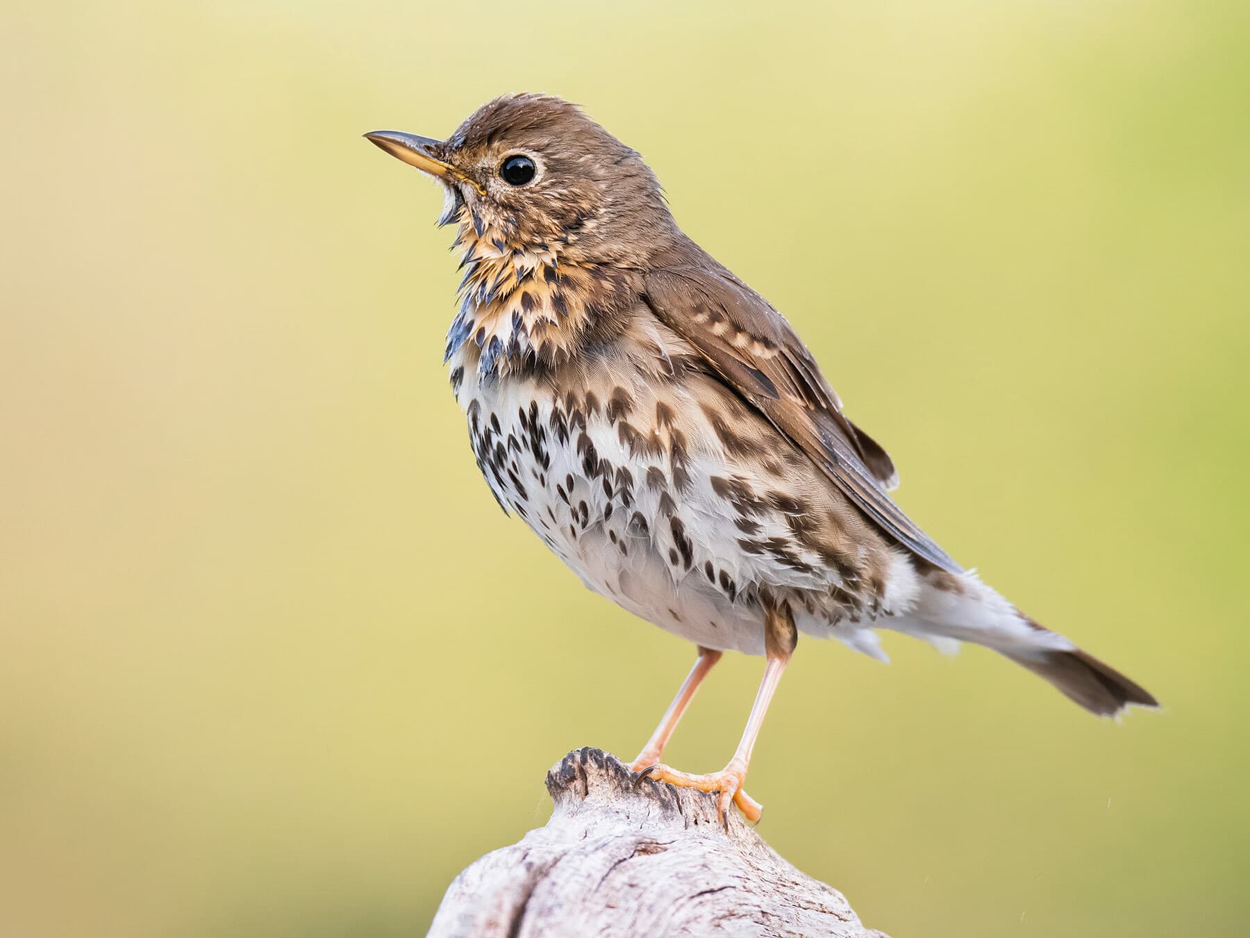 Close up of a Song Thrush