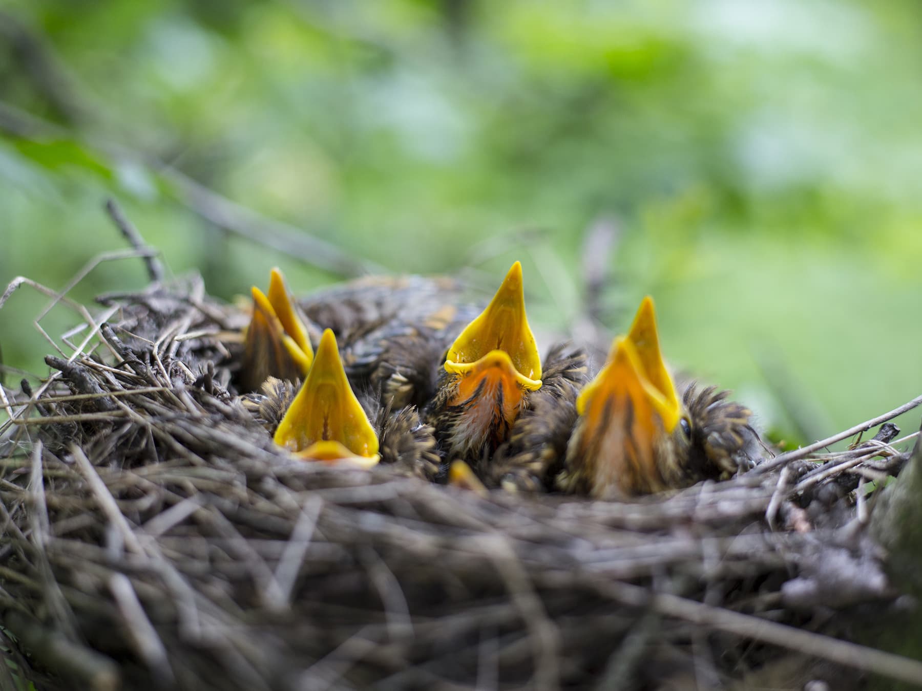Song thrush chicks in nest